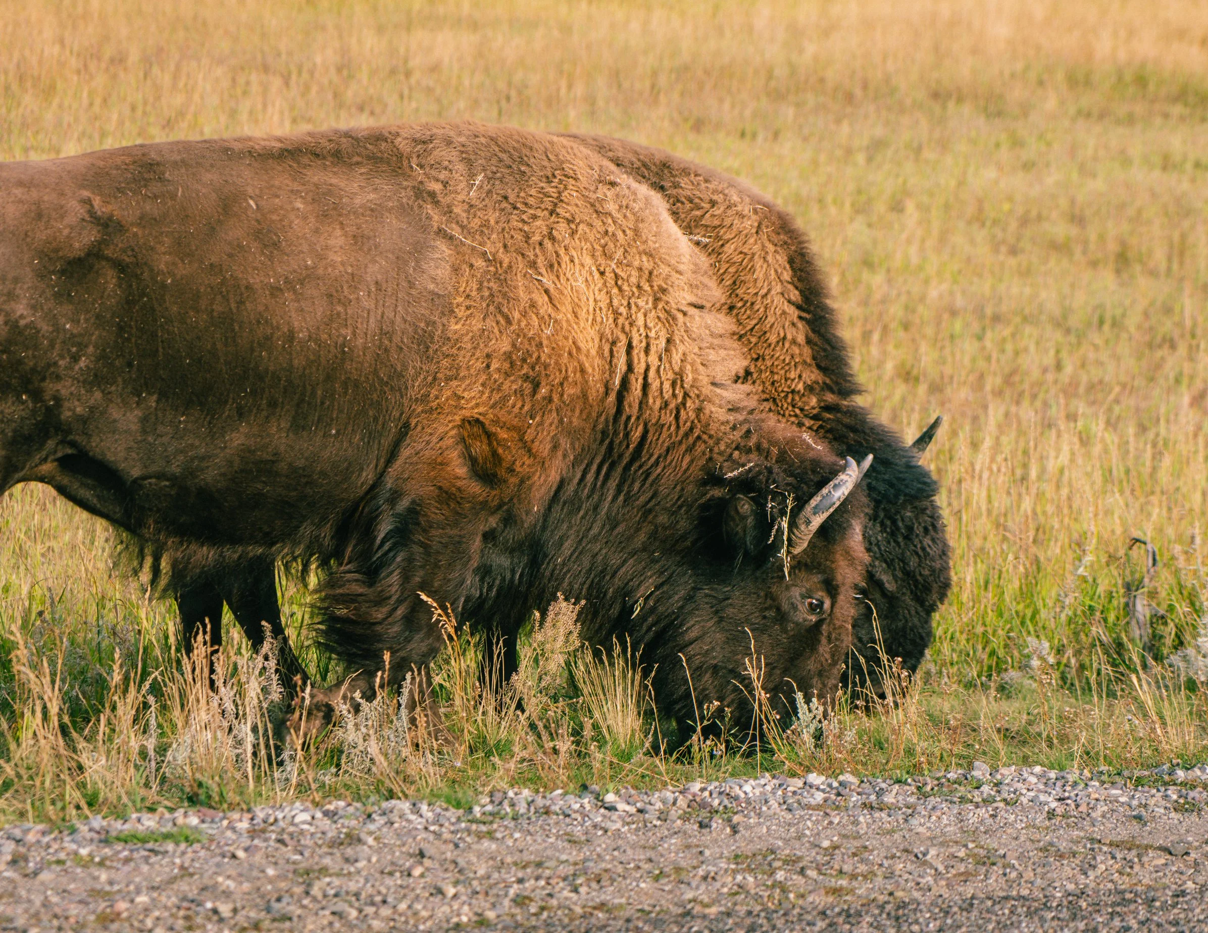 YELLOWSTONE2025-164.jpg