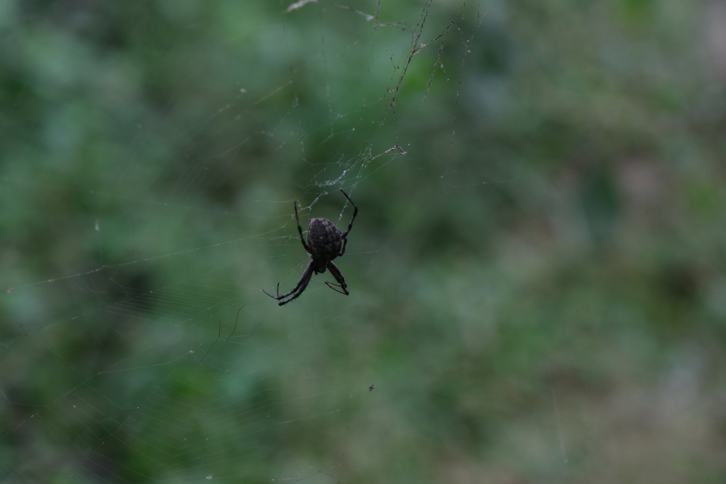 DSCF1154.JPG