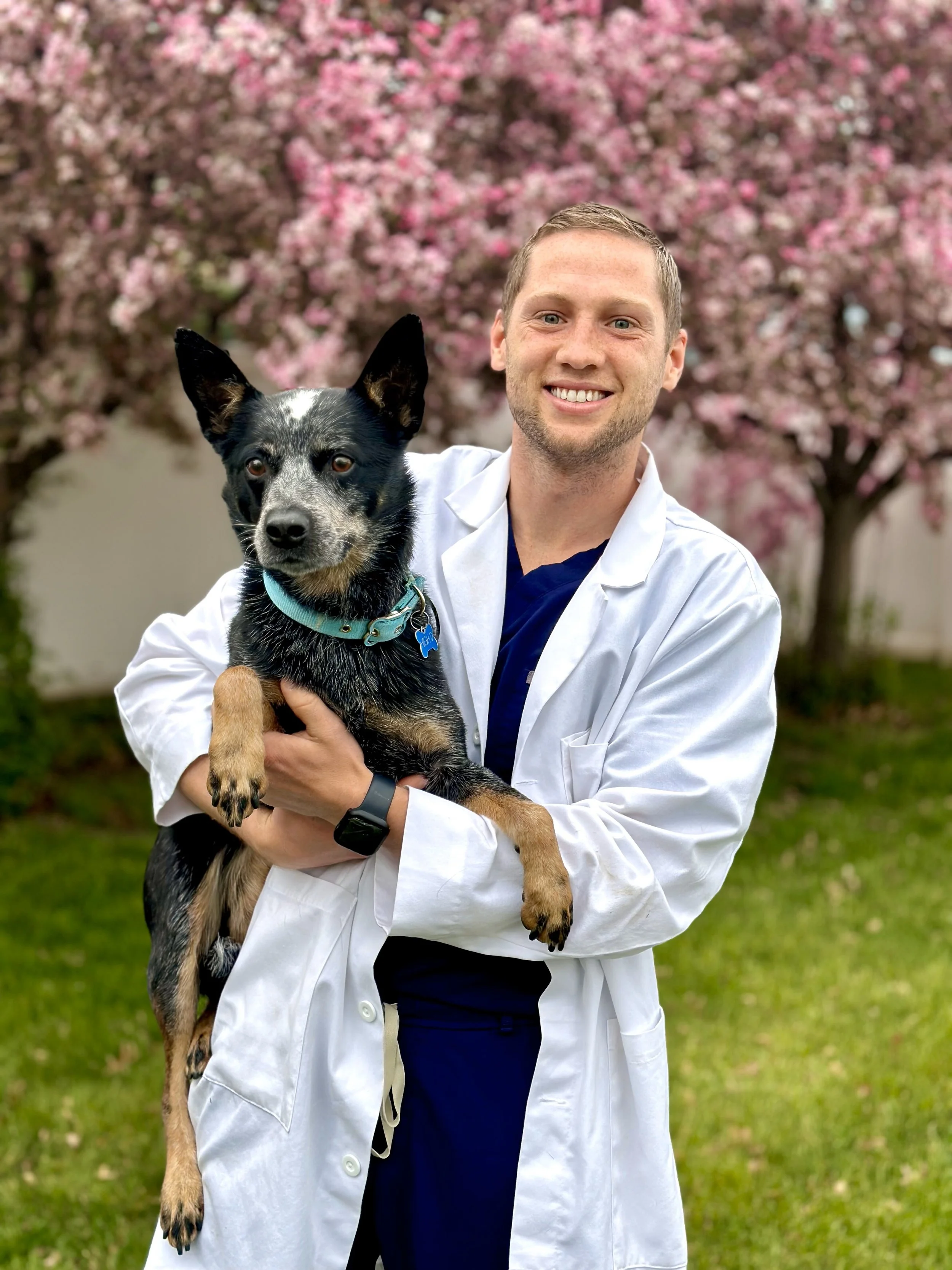 Veterinarian in a white coat holding a black-and-white dog beneath pink flowering trees.