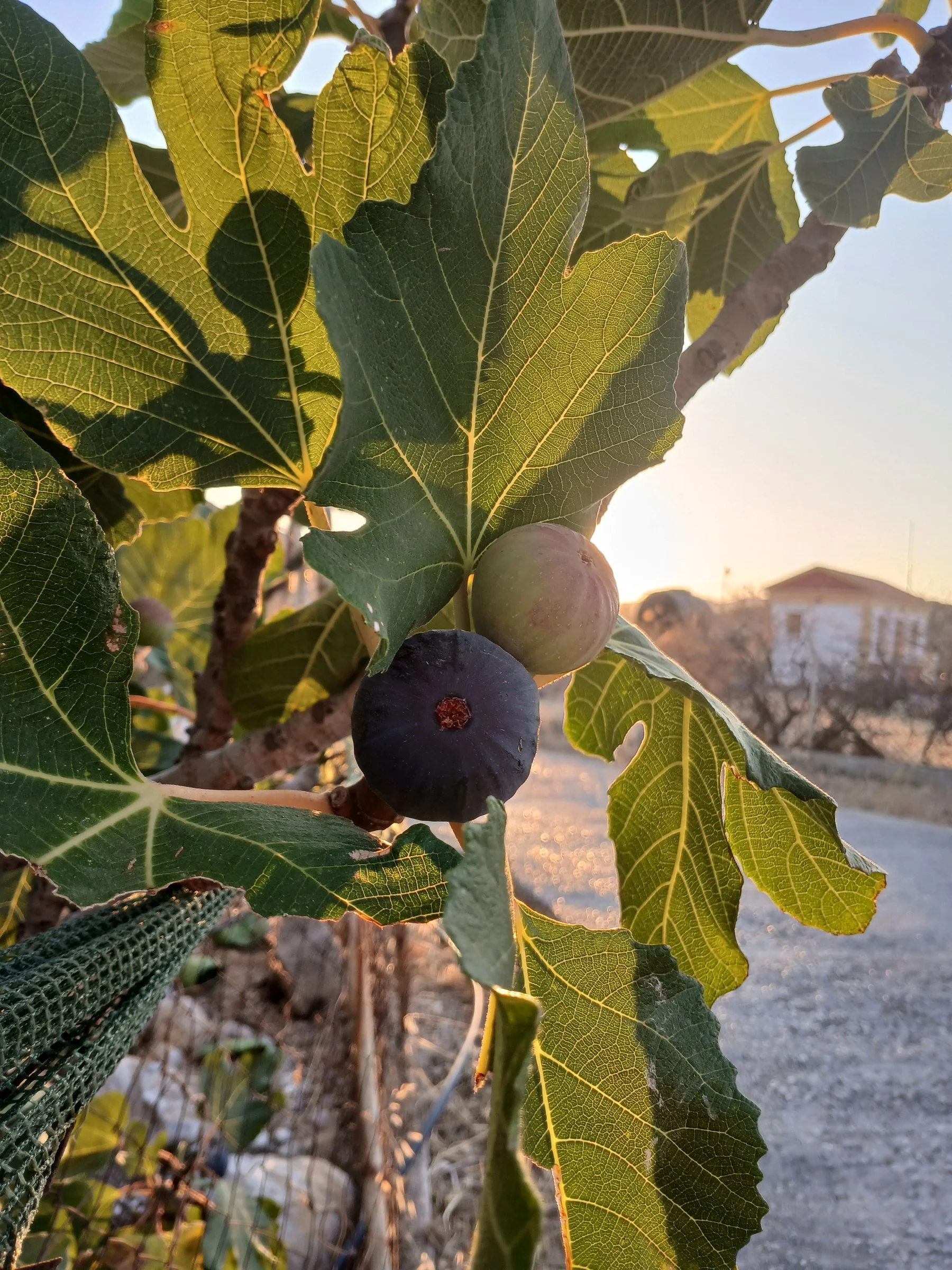 Ripe fig hanging from a tree in warm evening light on the island of Symi, Greece.