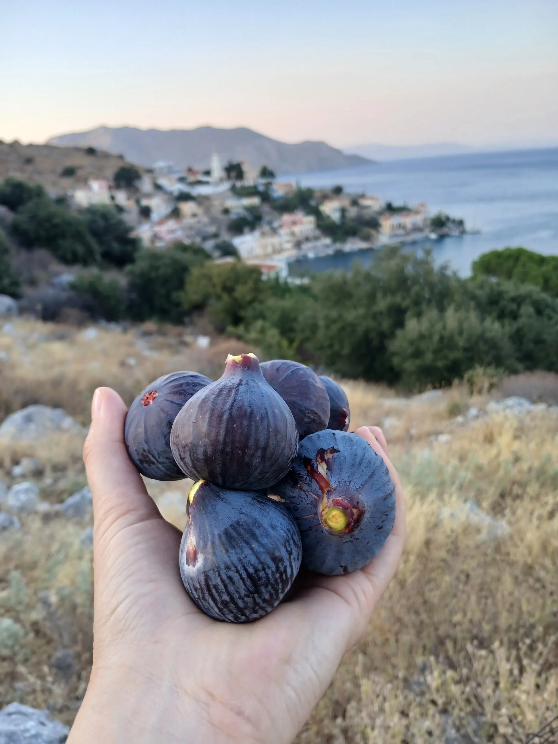 Hand holding freshly picked ripe figs overlooking the harbor of Symi, Greece.