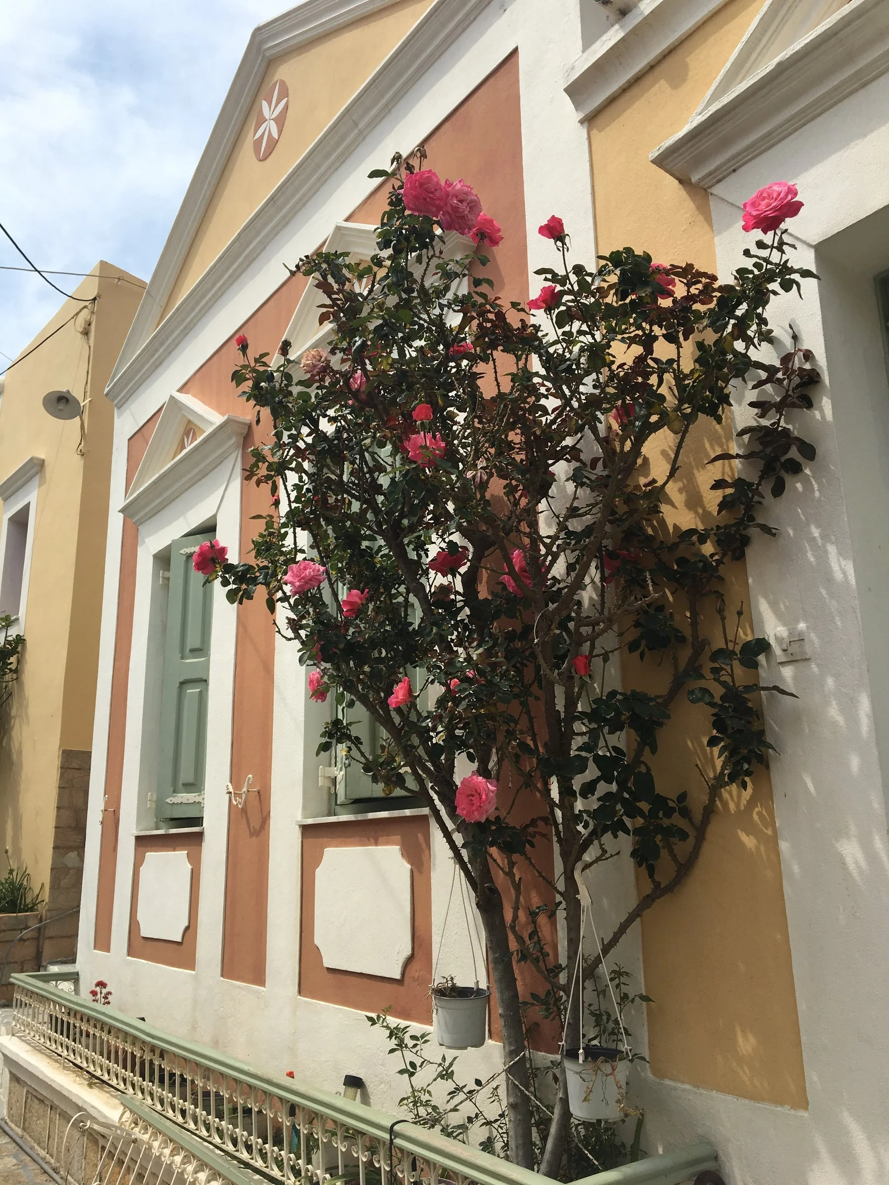 Roses in bloom against the warm, elegant lines of an era gone by.