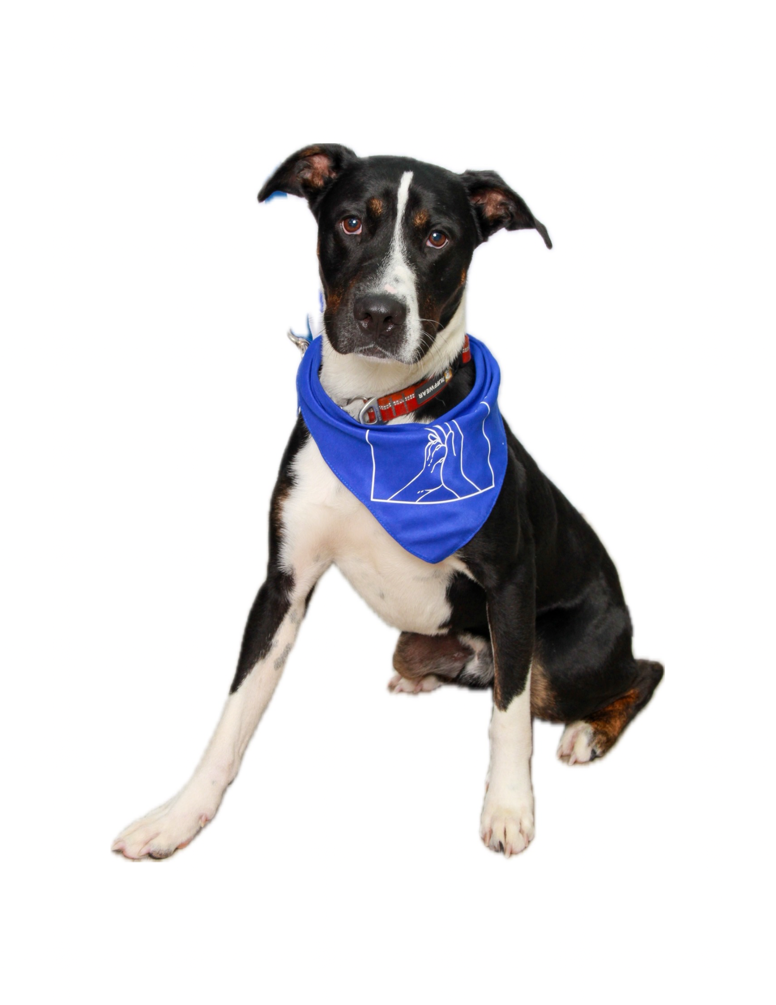 A black, white, and brown dog with a blue bandana around its neck, sitting against a plain white background.