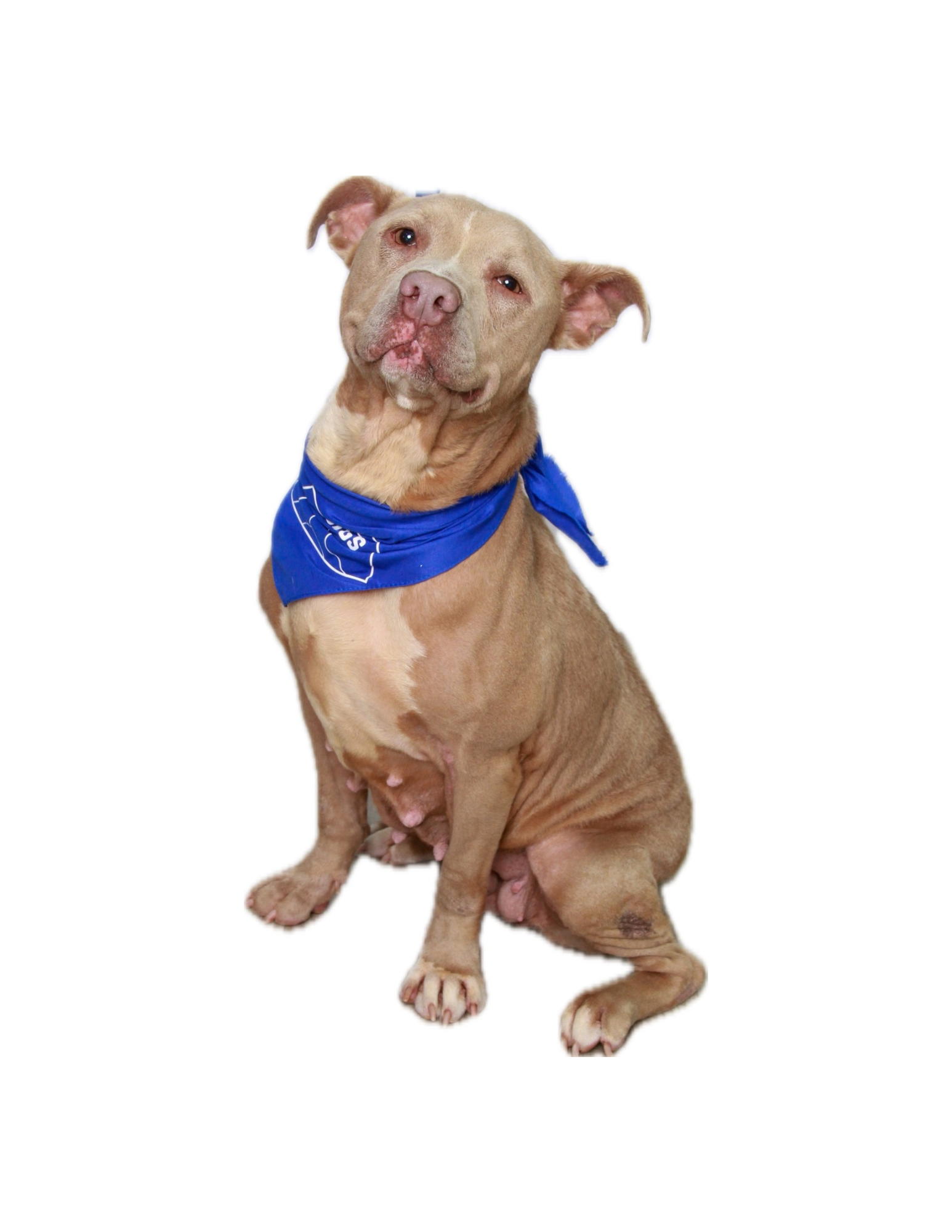 Sitting brown dog wearing a blue bandana around its neck against a white background.