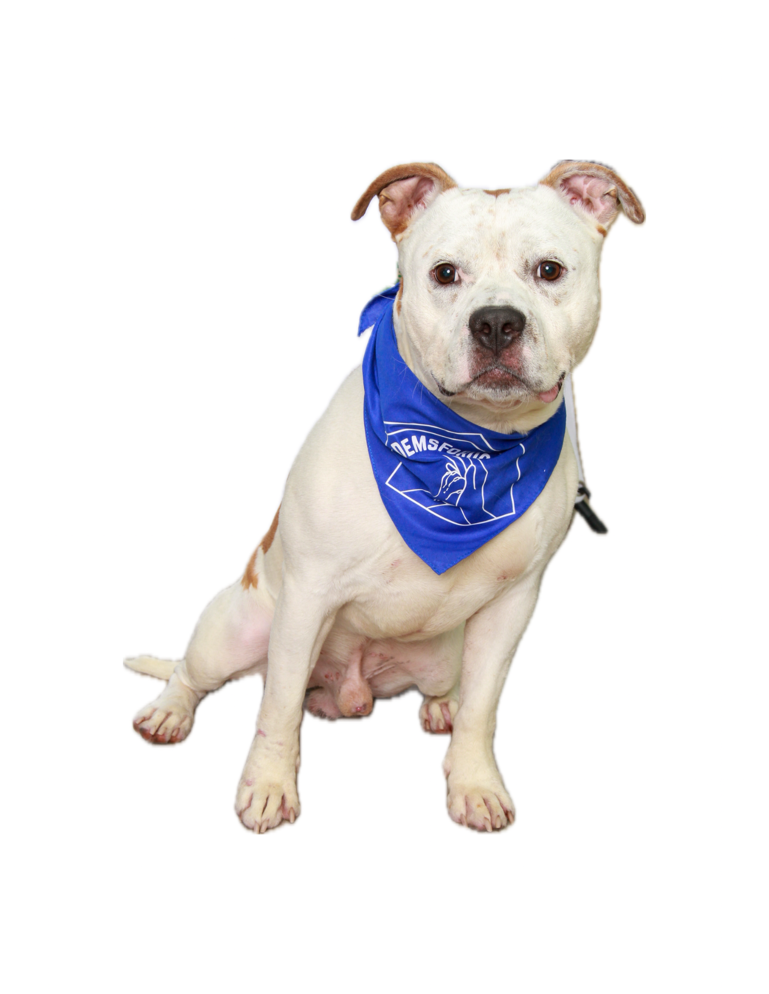 A white dog with brown spots wearing a blue bandana, sitting against a plain white background.
