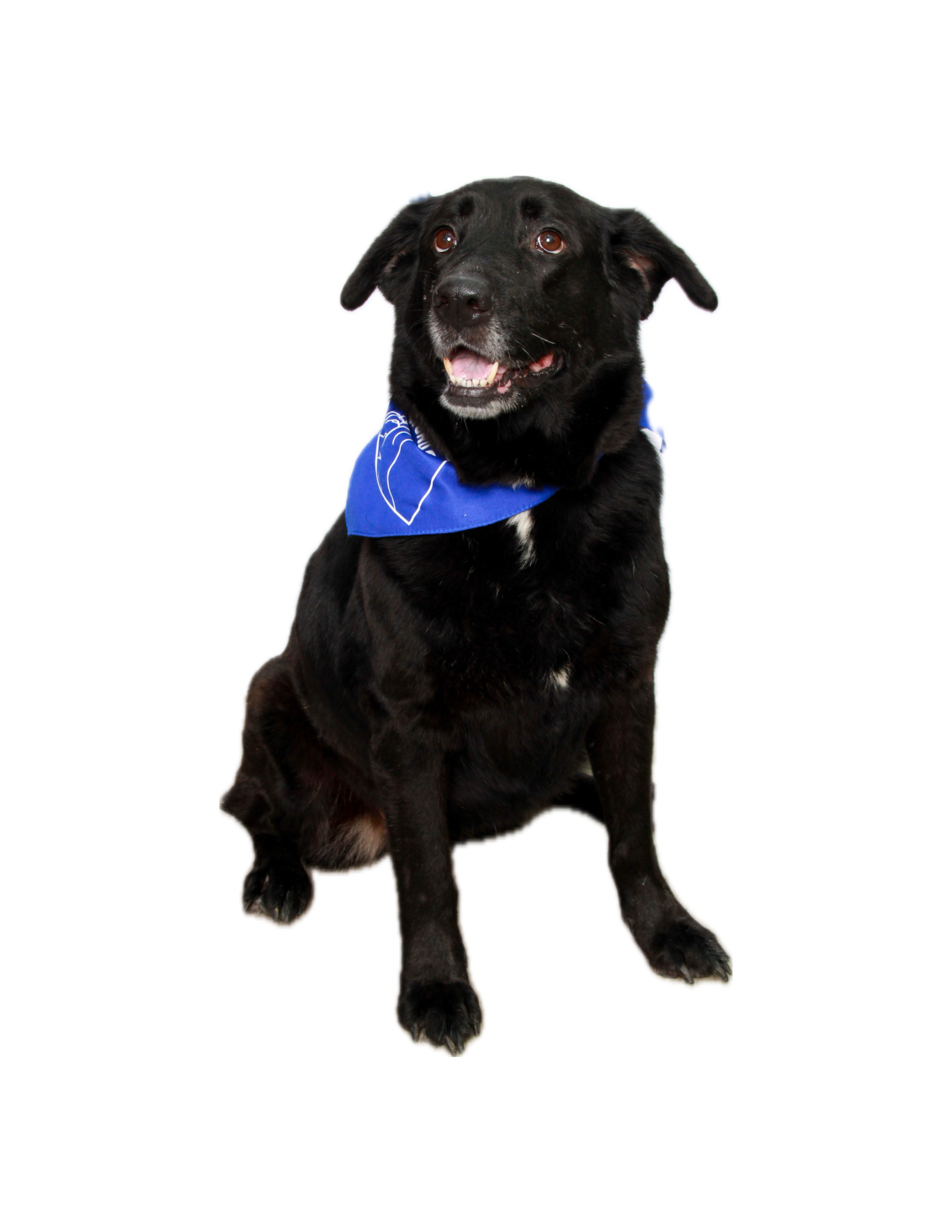 Black dog with brown eyes and a blue bandana sitting on a white background.