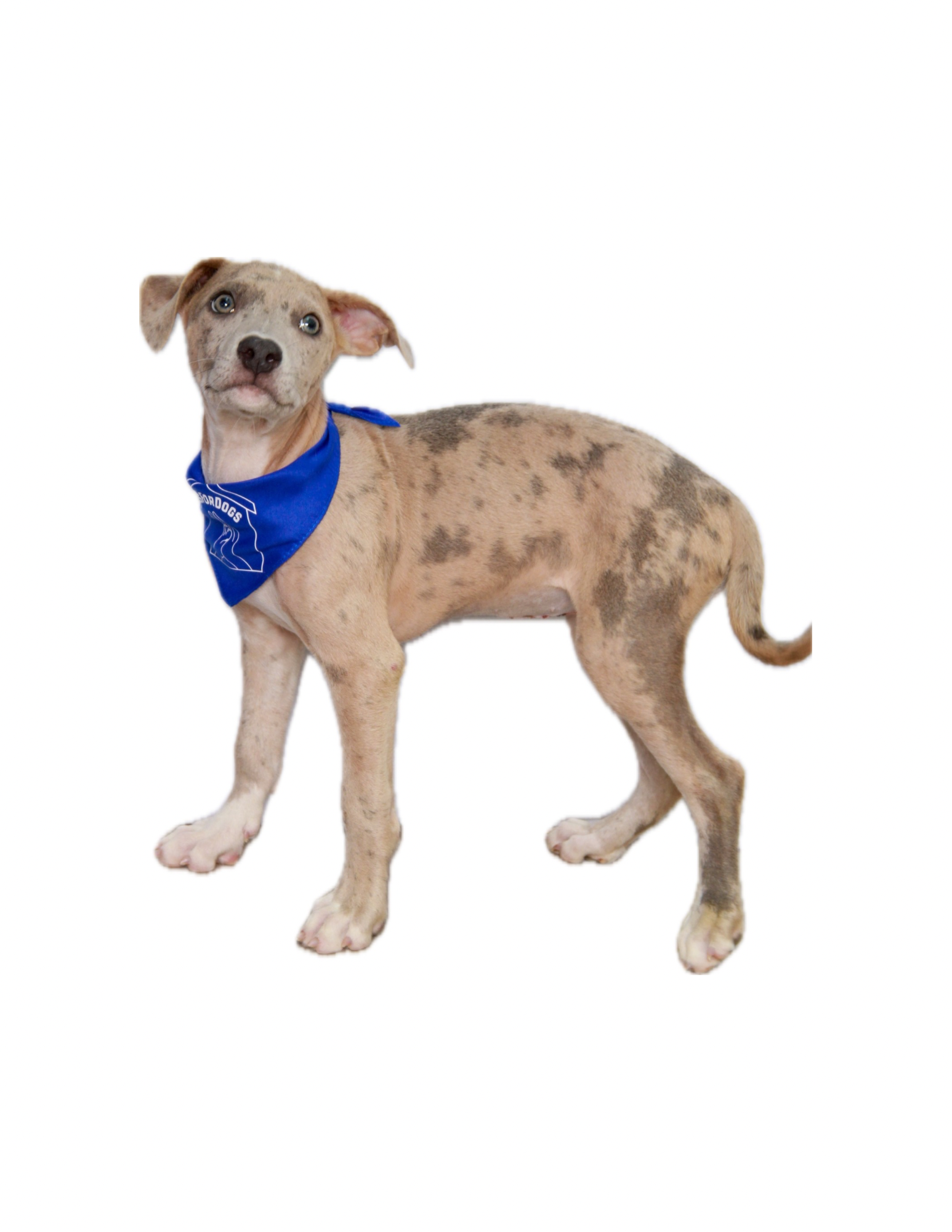 A merle-colored puppy with blue eyes wearing a blue bandana, standing on a white background.