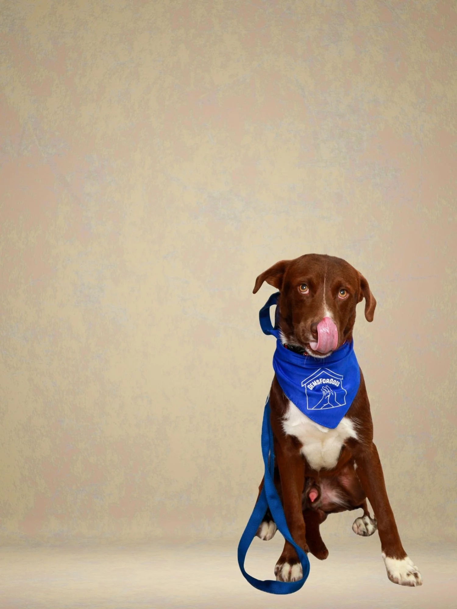 A brown and white dog wearing a blue bandana with a logo, sitting against a plain beige background.