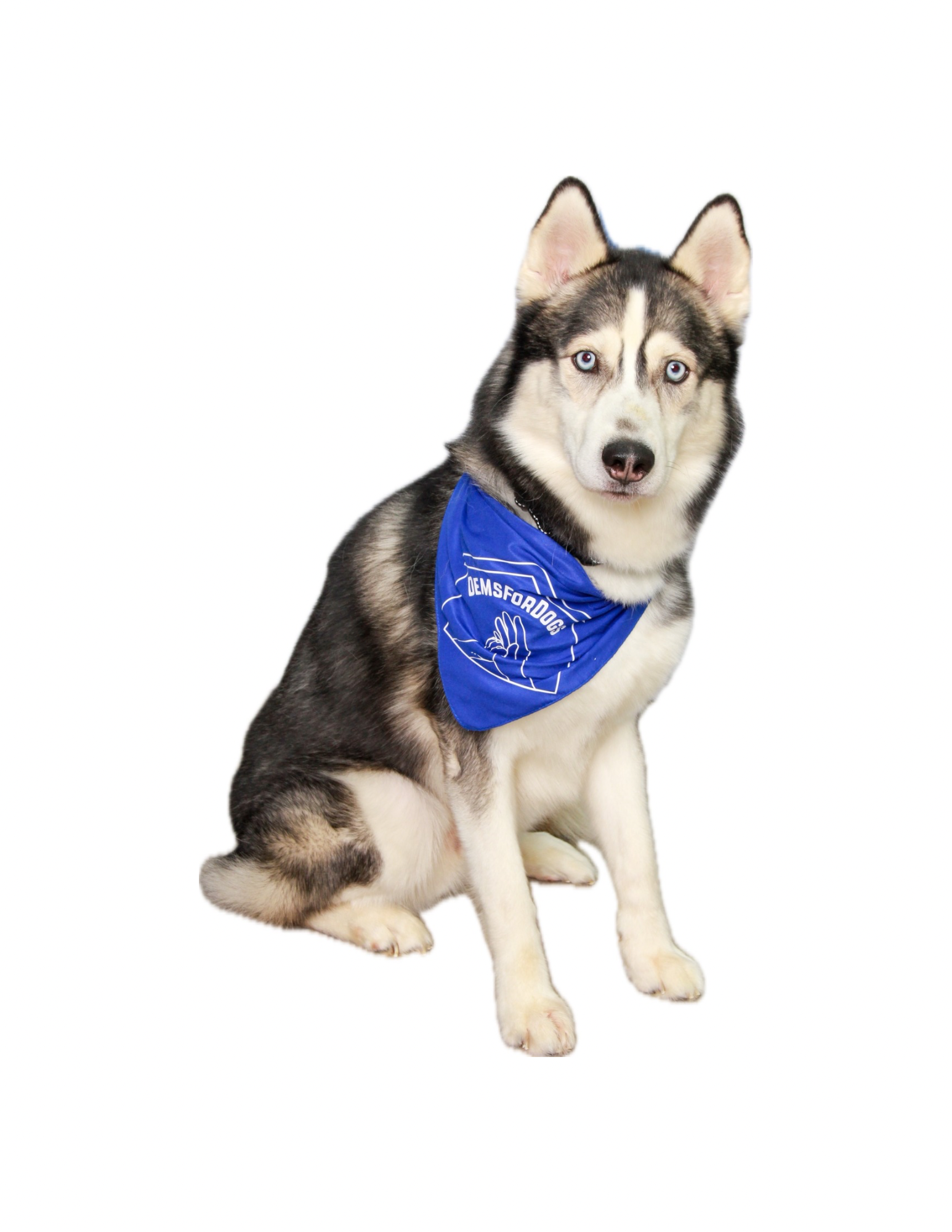 A Siberian Husky dog wearing a blue bandana sitting on a white background.