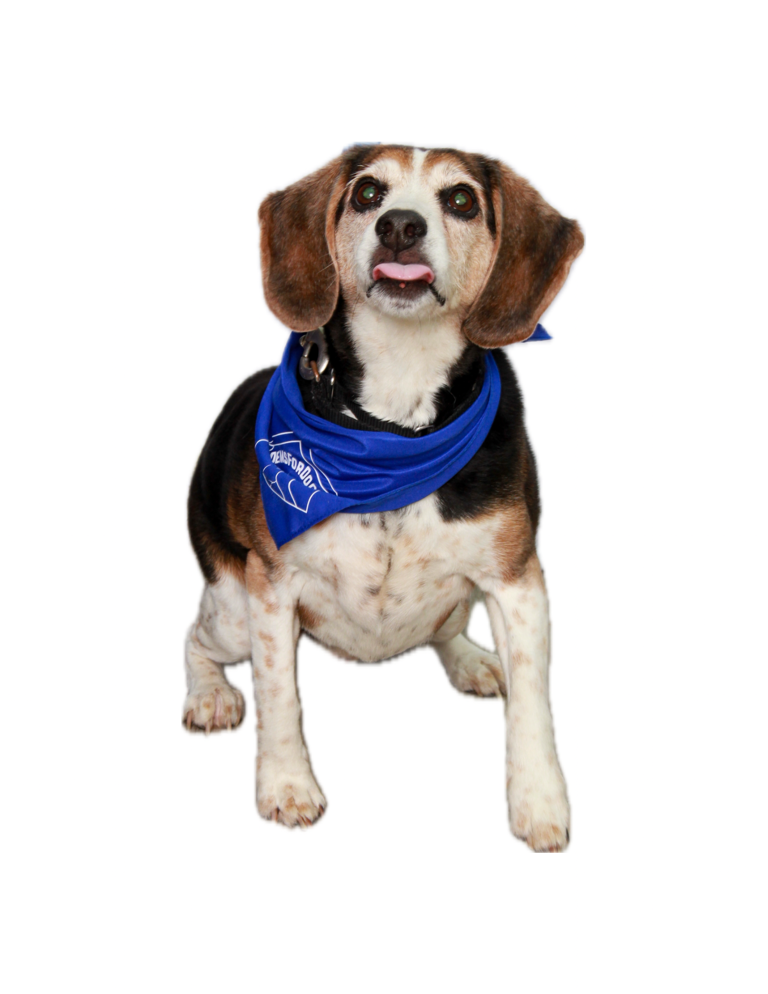 Dog with brown ears and black, white, and brown coat, wearing a blue bandana, sitting against a white background.