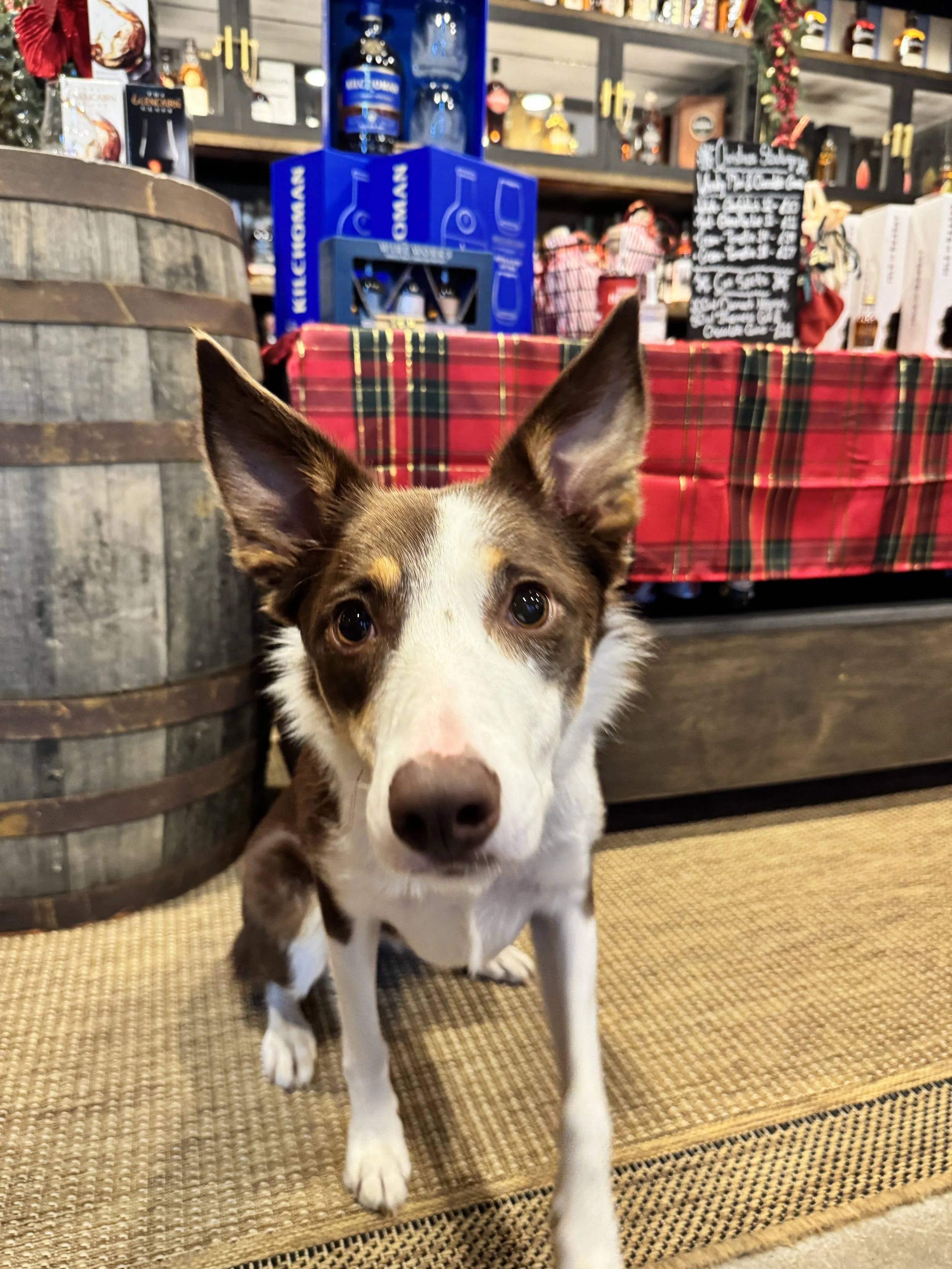 A dog with brown and white fur and large ears standing on a woven rug inside a store decorated for the holidays, with shelves of liquor bottles and holiday-themed items in the background.
