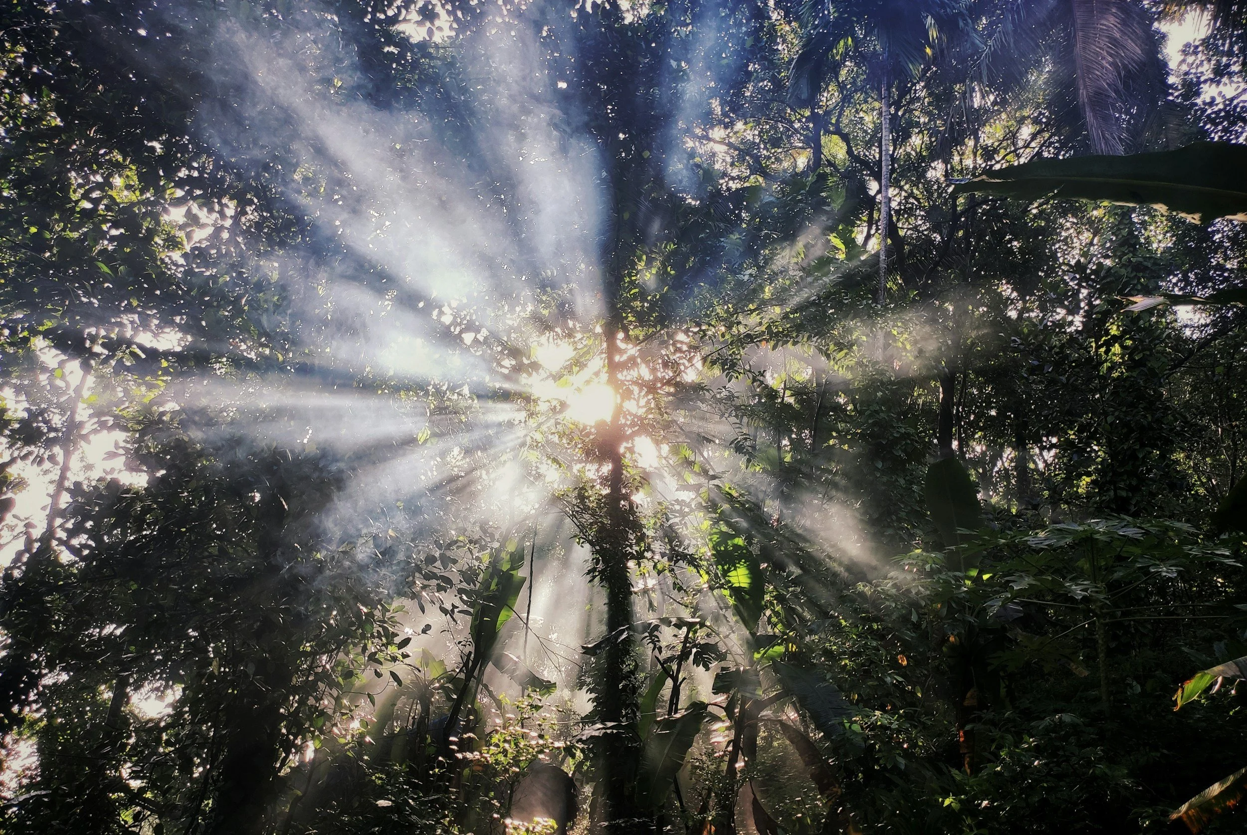 Looking up at a canopy of trees with sun light pouring through