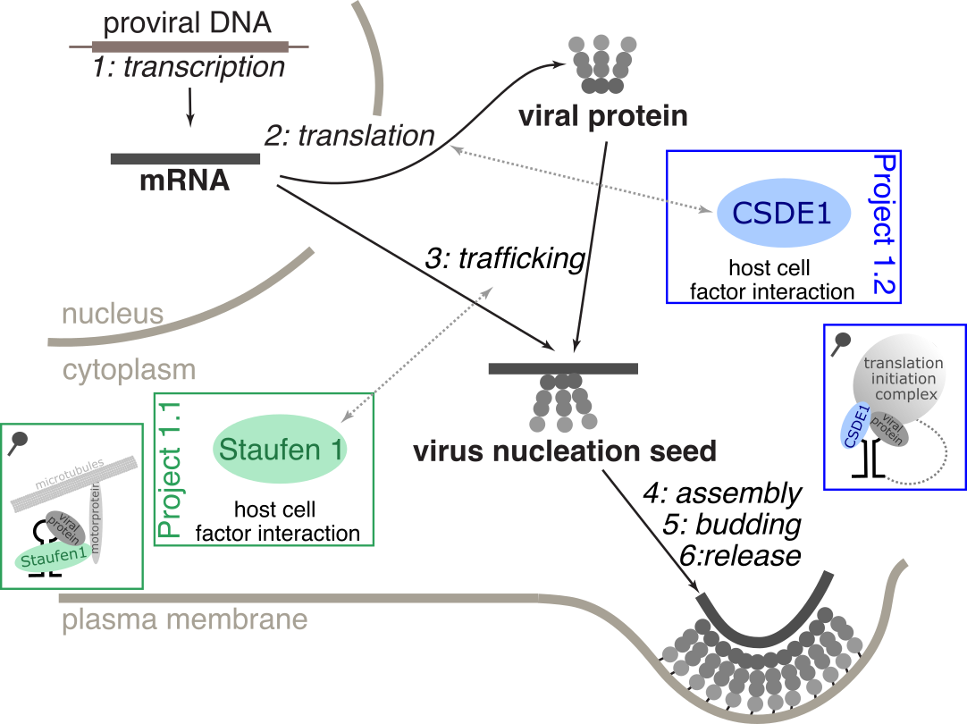 Diagram of a representative late phase of viral infection showing interactions with the host factor Staufen 1 and CSDE1