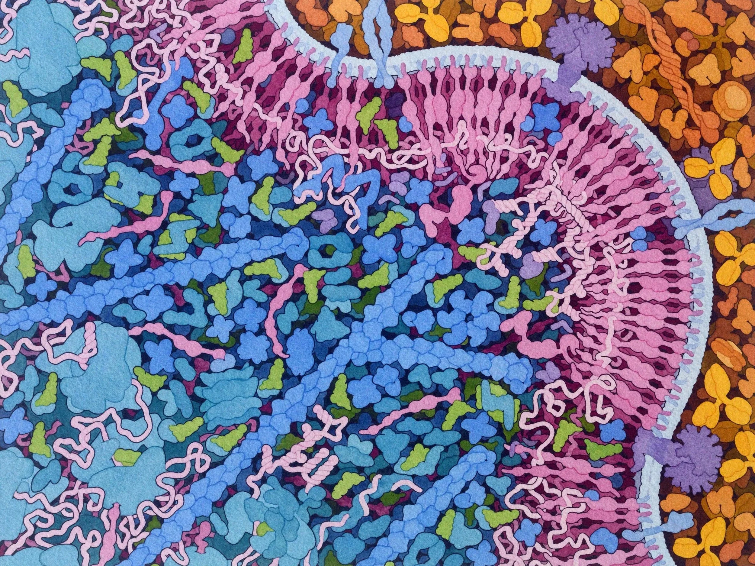 A detailed, colorful Molecular Landscape by David S. Goodsell showing the Transfer RNA and Gag Protein, 2021