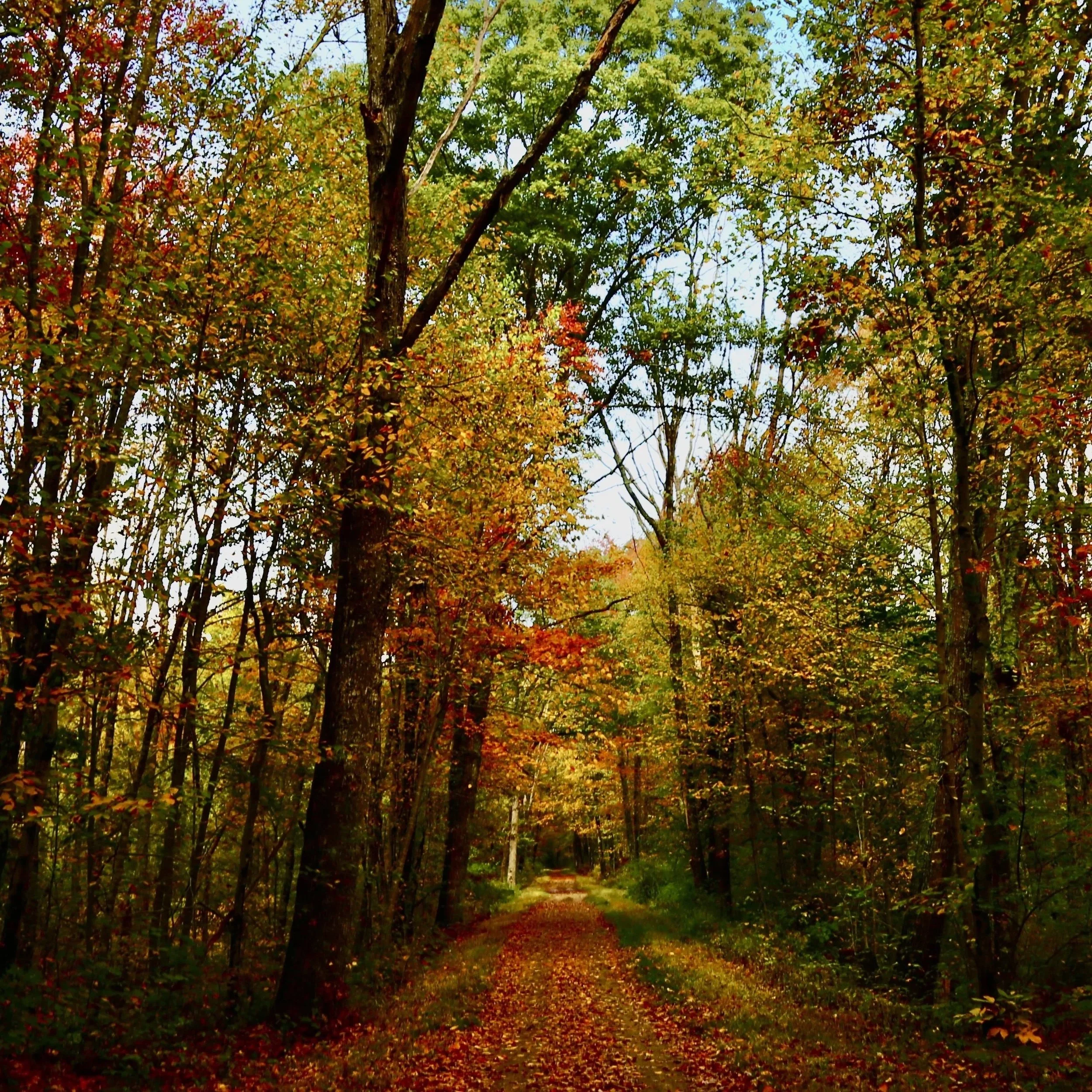 A wooded trail through a forest with colorful autumn leaves on the trees and fallen on the ground, under a bright sky.