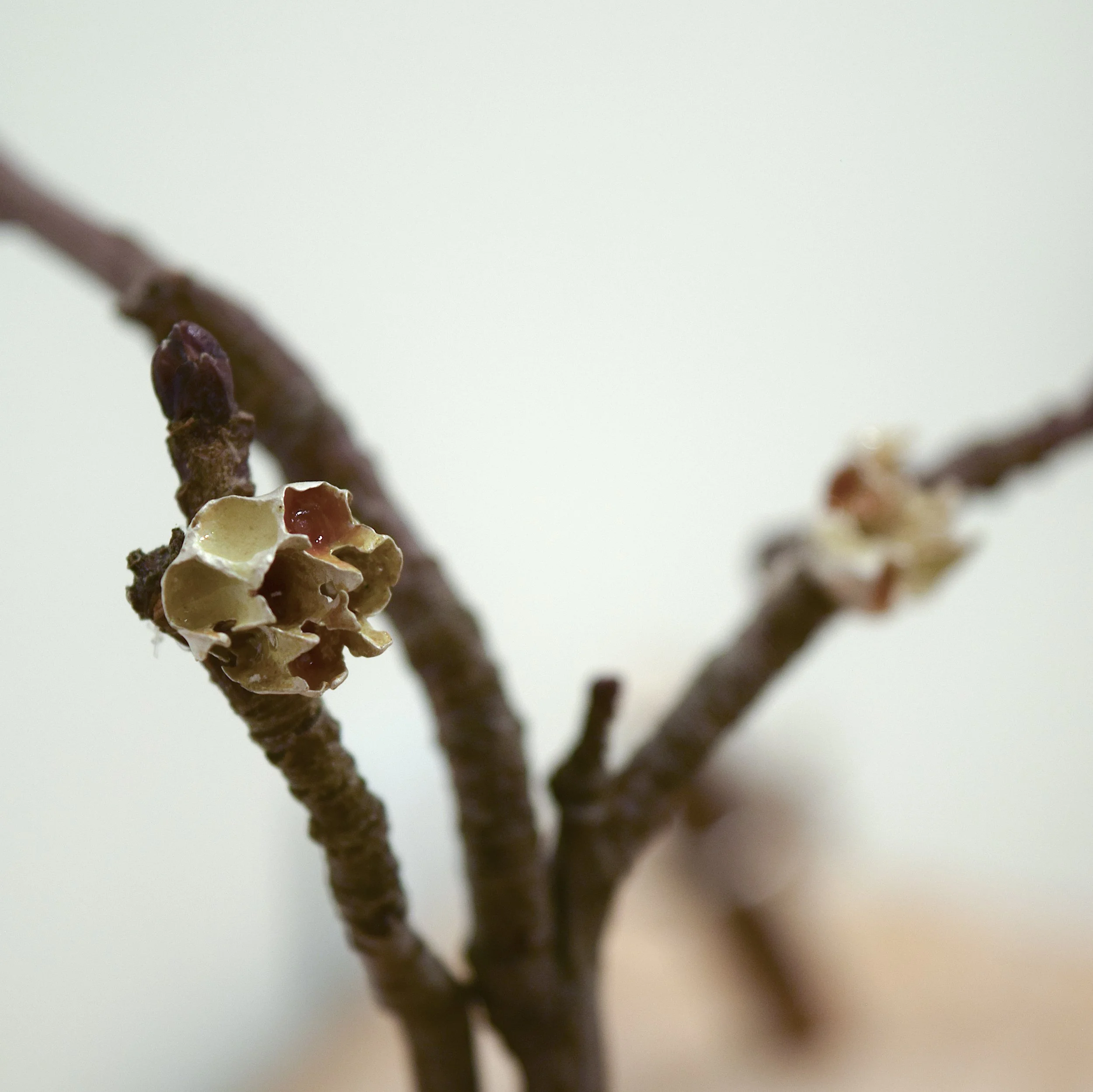 1-Wasp Nest Earrings.jpg