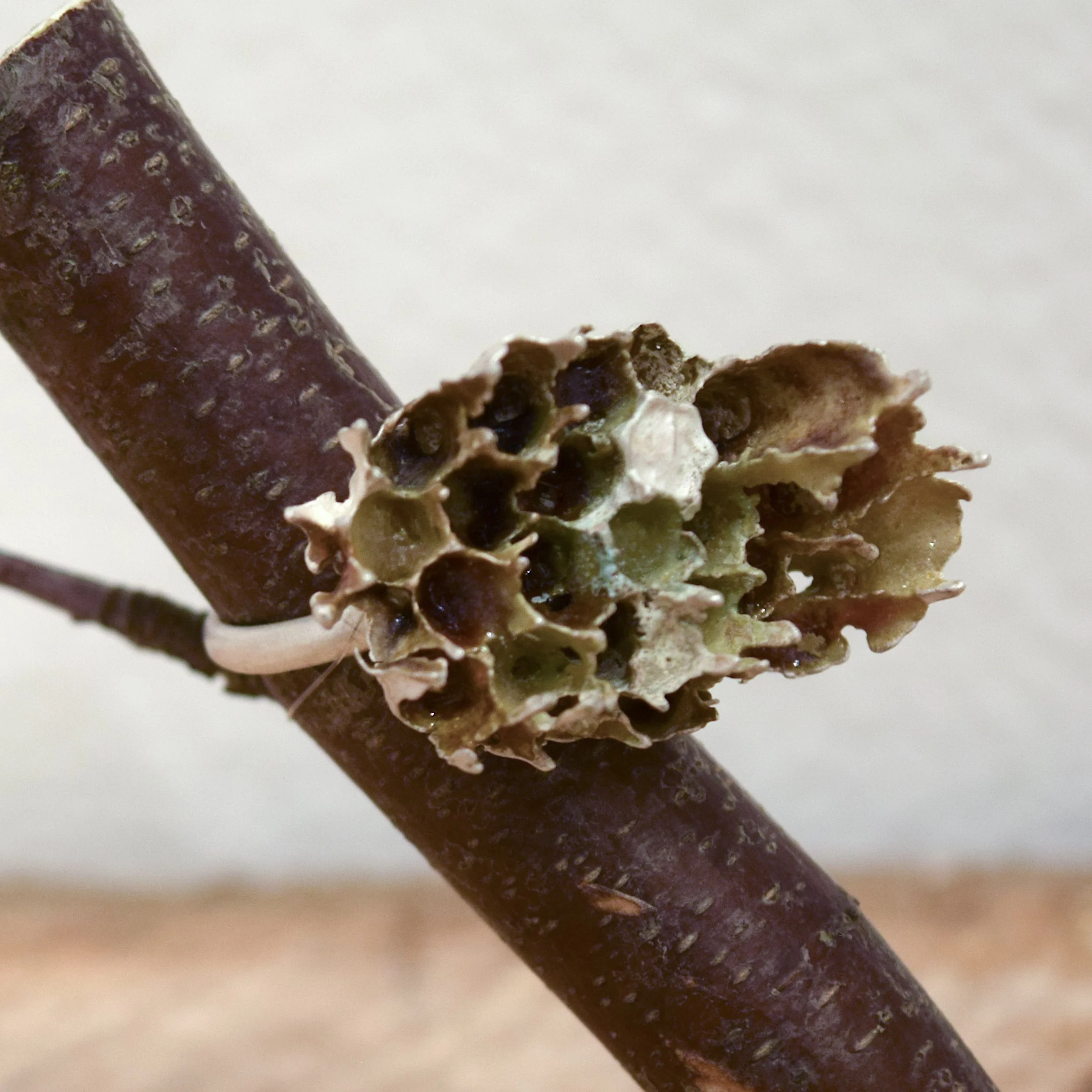 2-Wasp Nest ring I.jpg