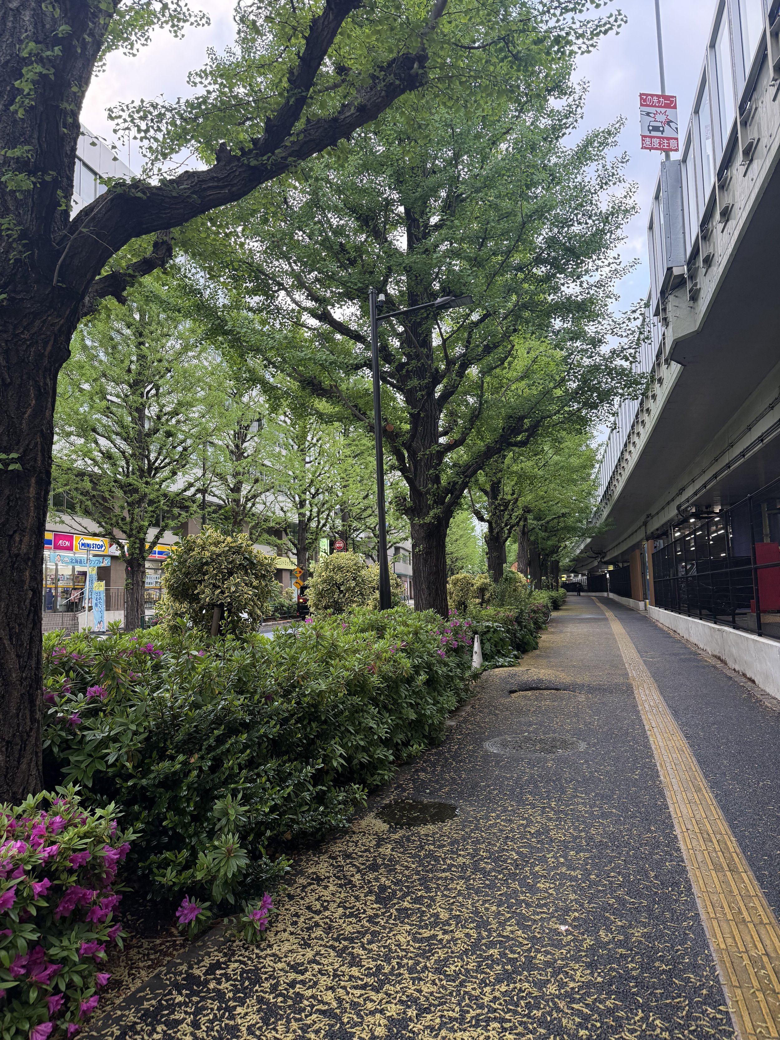 IMG_8623.jpeg