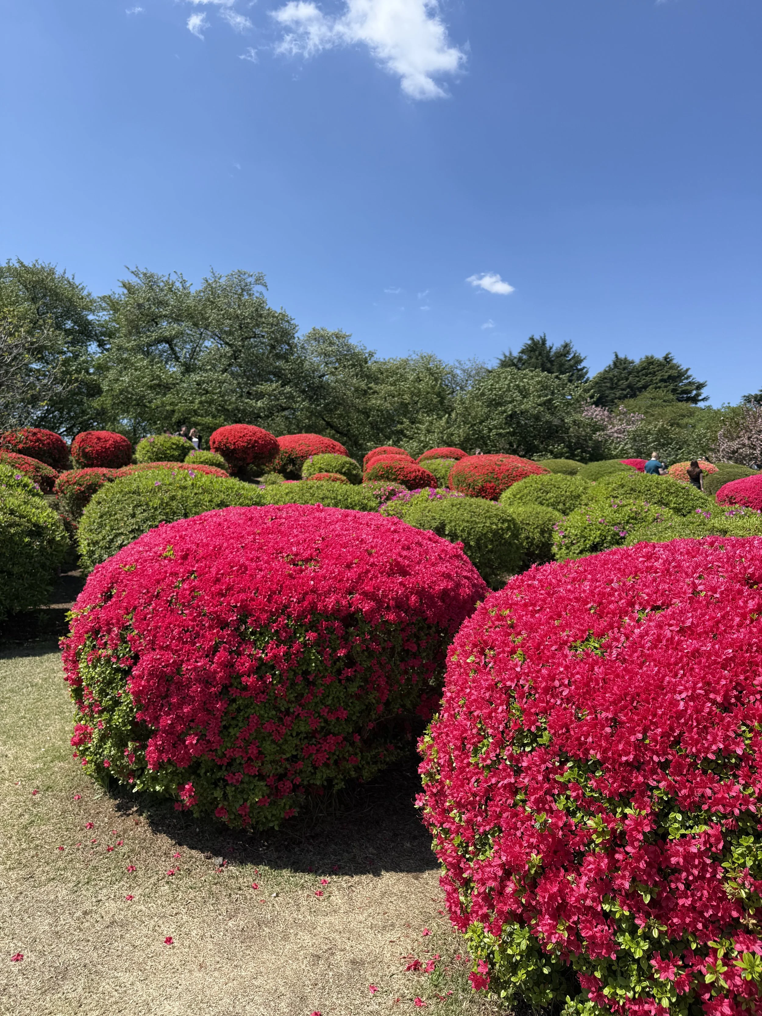 IMG_8676.jpeg