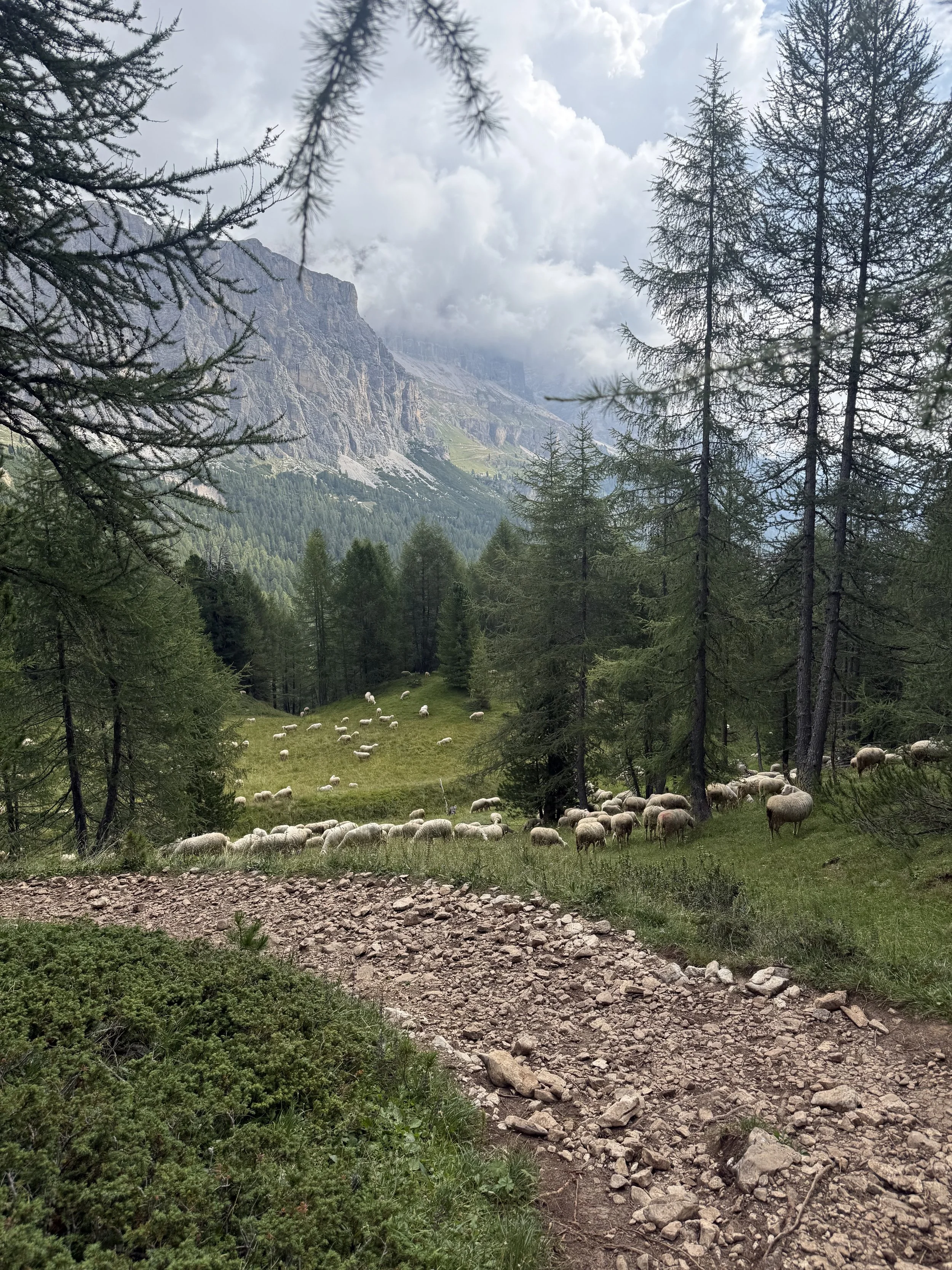 IMG_2006.jpeg