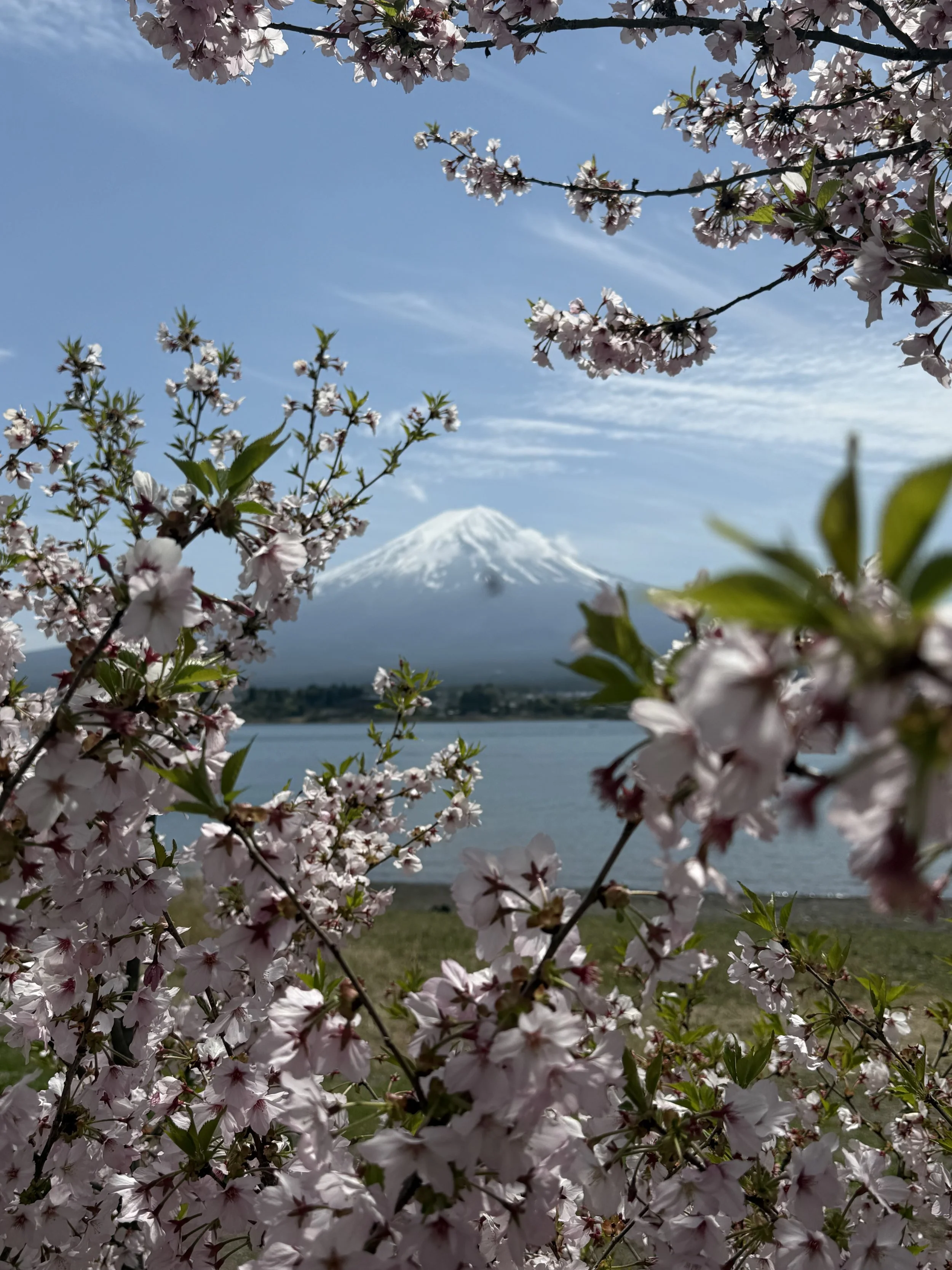 Cherry blossom in Japan: What we actually saw in April 