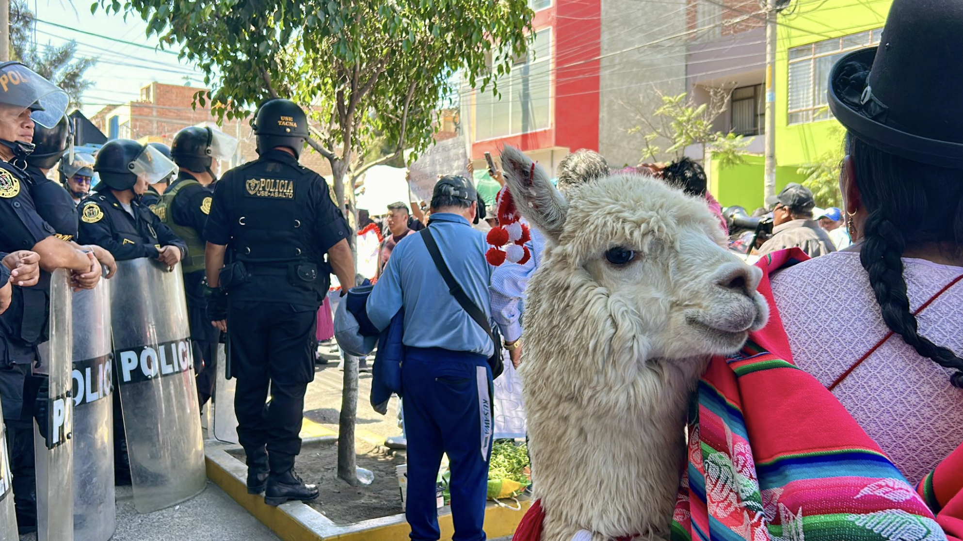 Manifestantes y policías en una calle urbana, con una alpaca.
