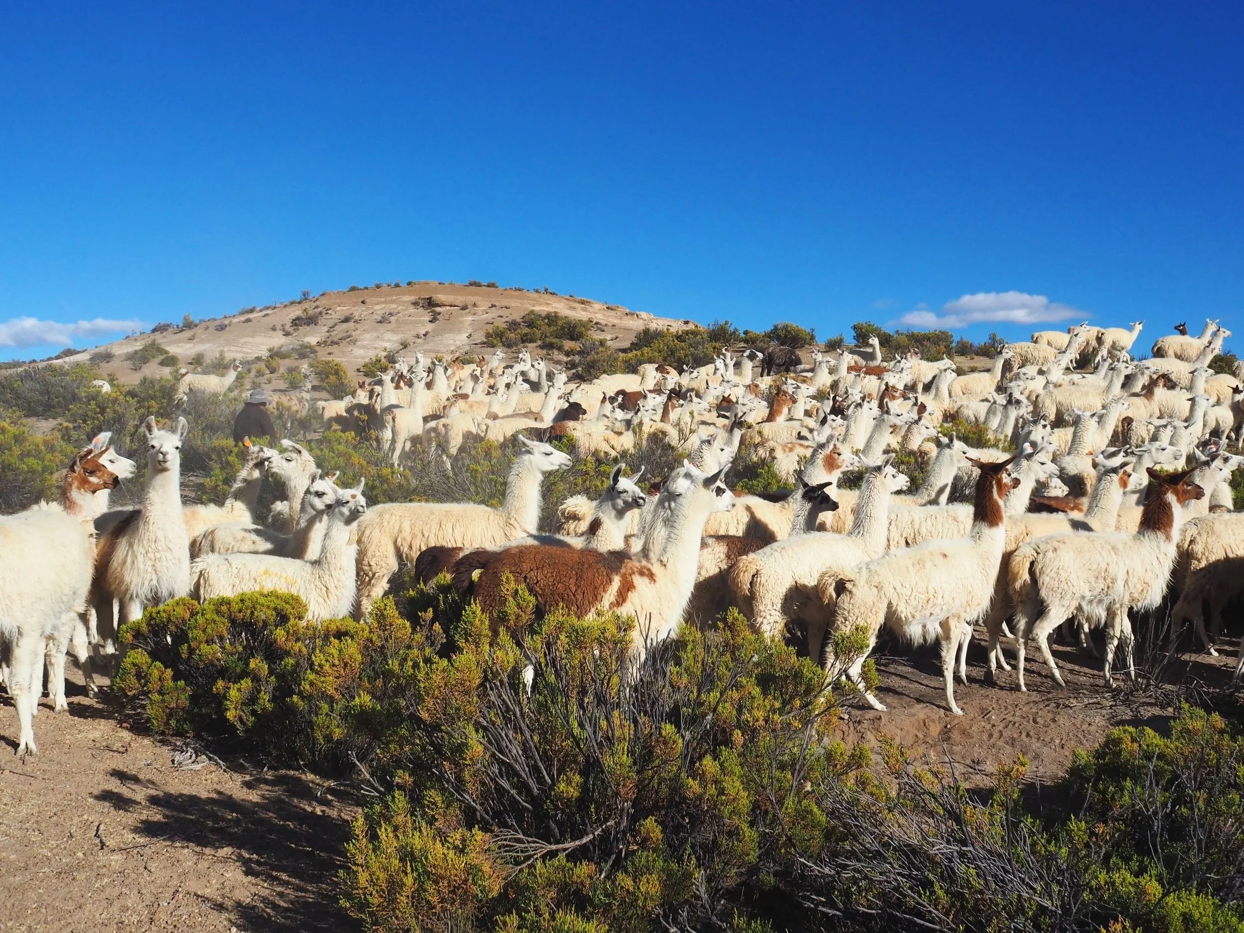 Rebaño de llamas y alpacas en un paisaje montañoso con cielo despejado.