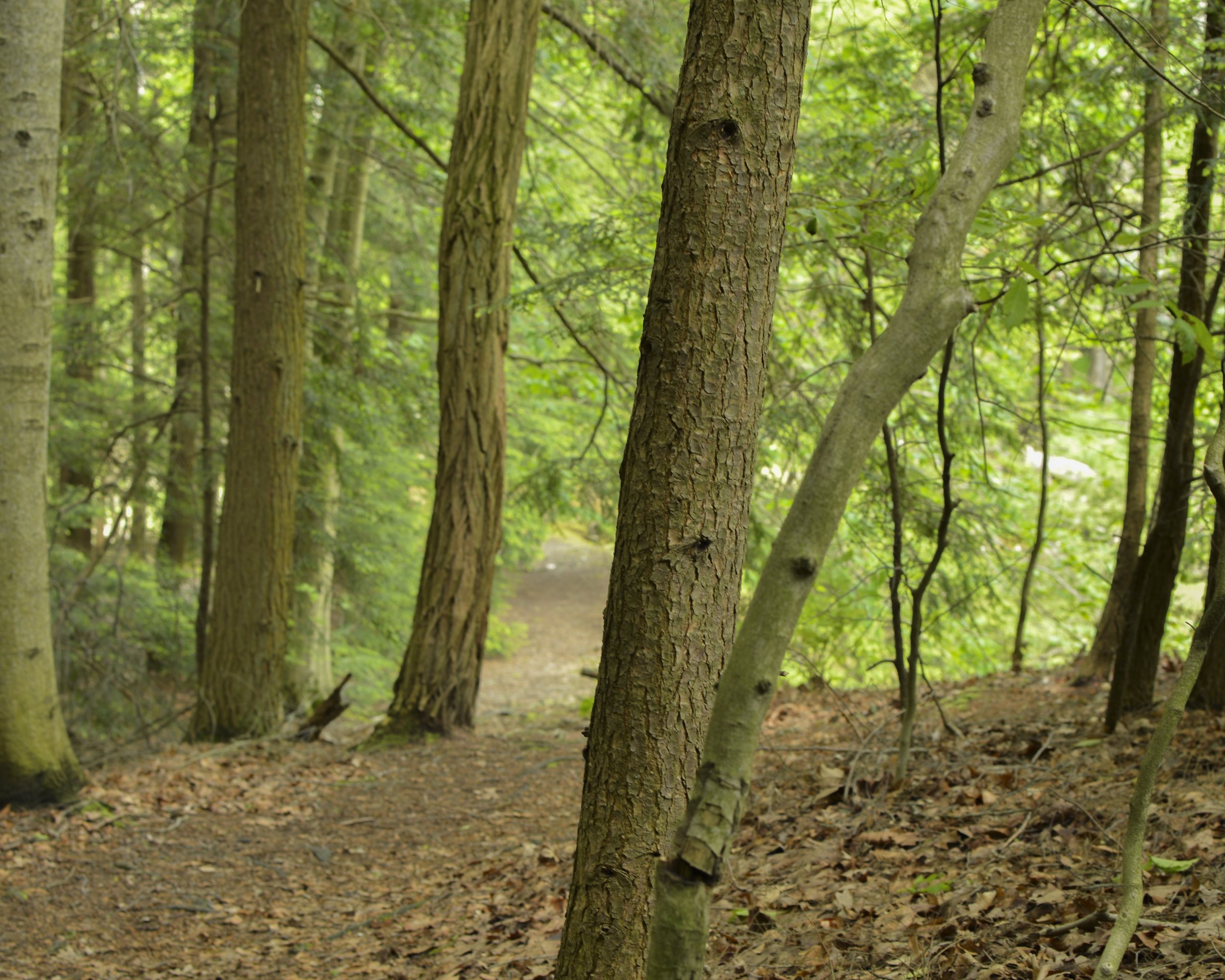 A dirt path through a lush green forest with tall trees on either side.