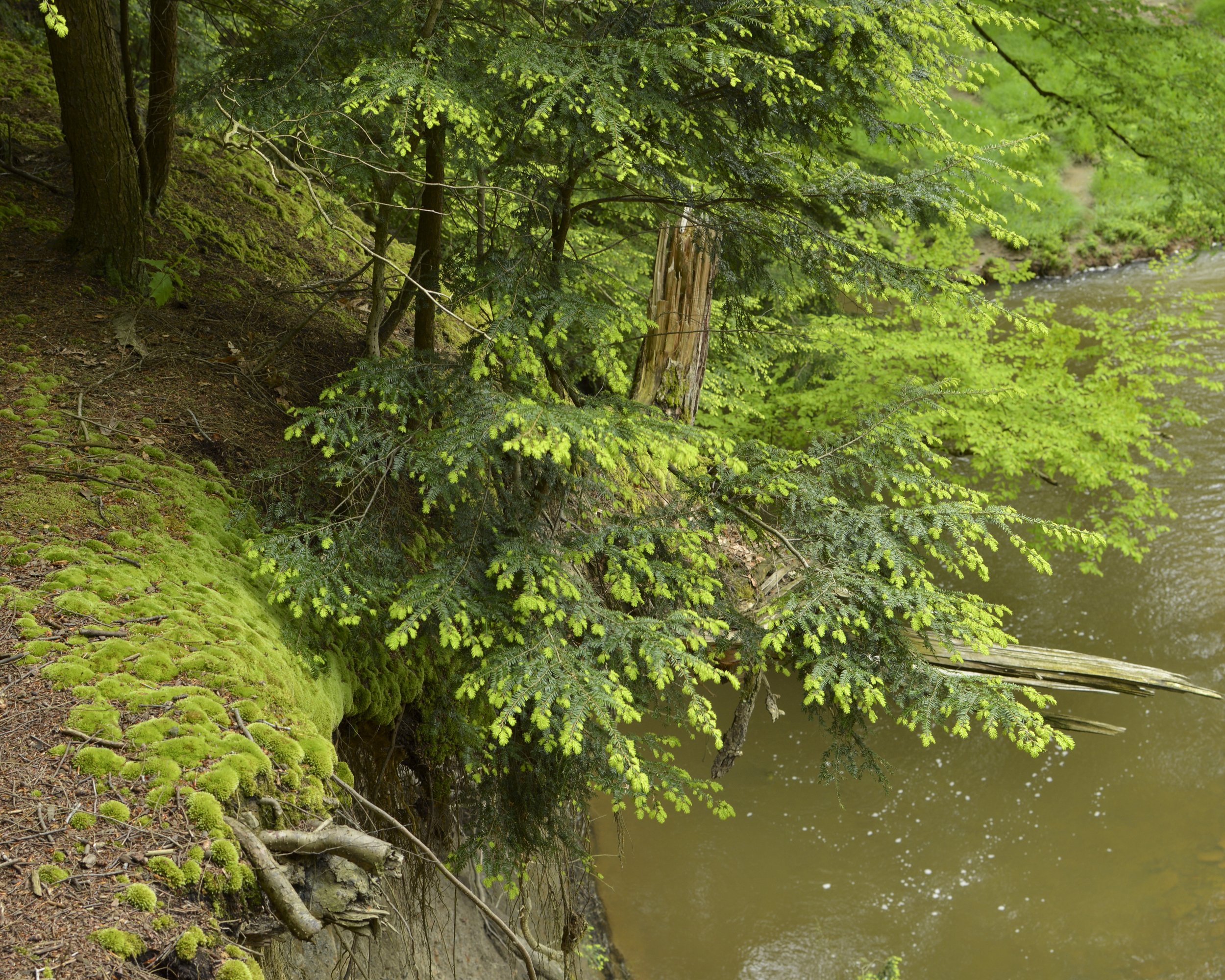 A forested riverside scene with lush green trees growing over a moss-covered bank and a calm river flowing beside.