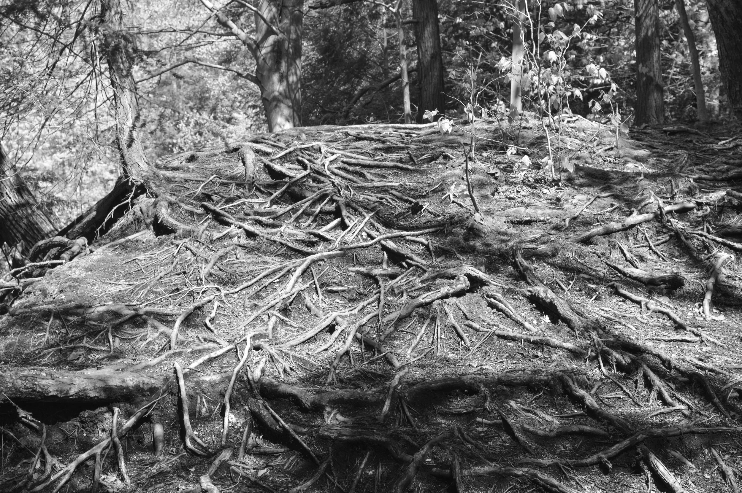 Black and white photo of a forest floor with exposed roots and soil, trees in the background.