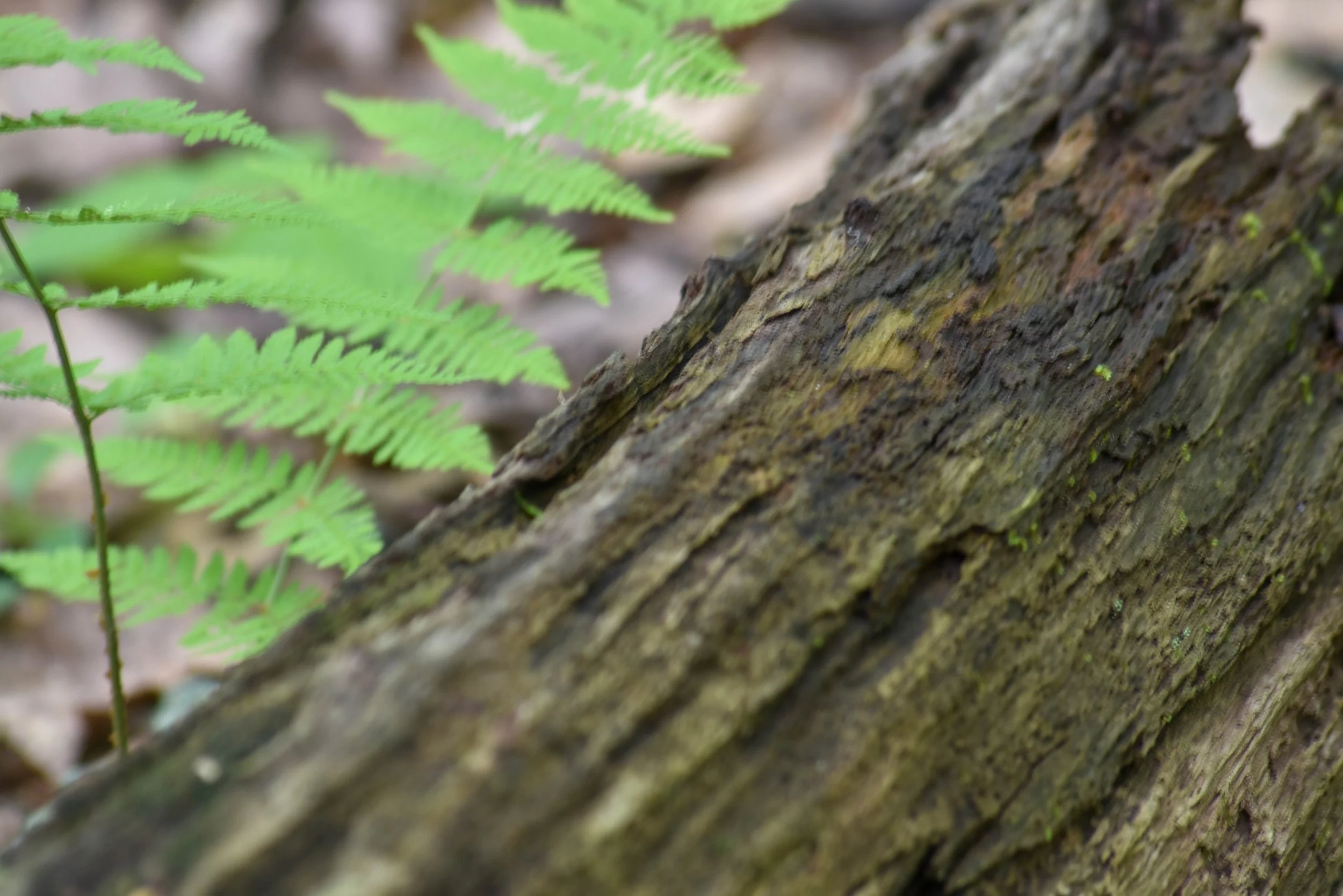 Close-up of a moss-covered tree trunk with green fern leaves in the foreground.