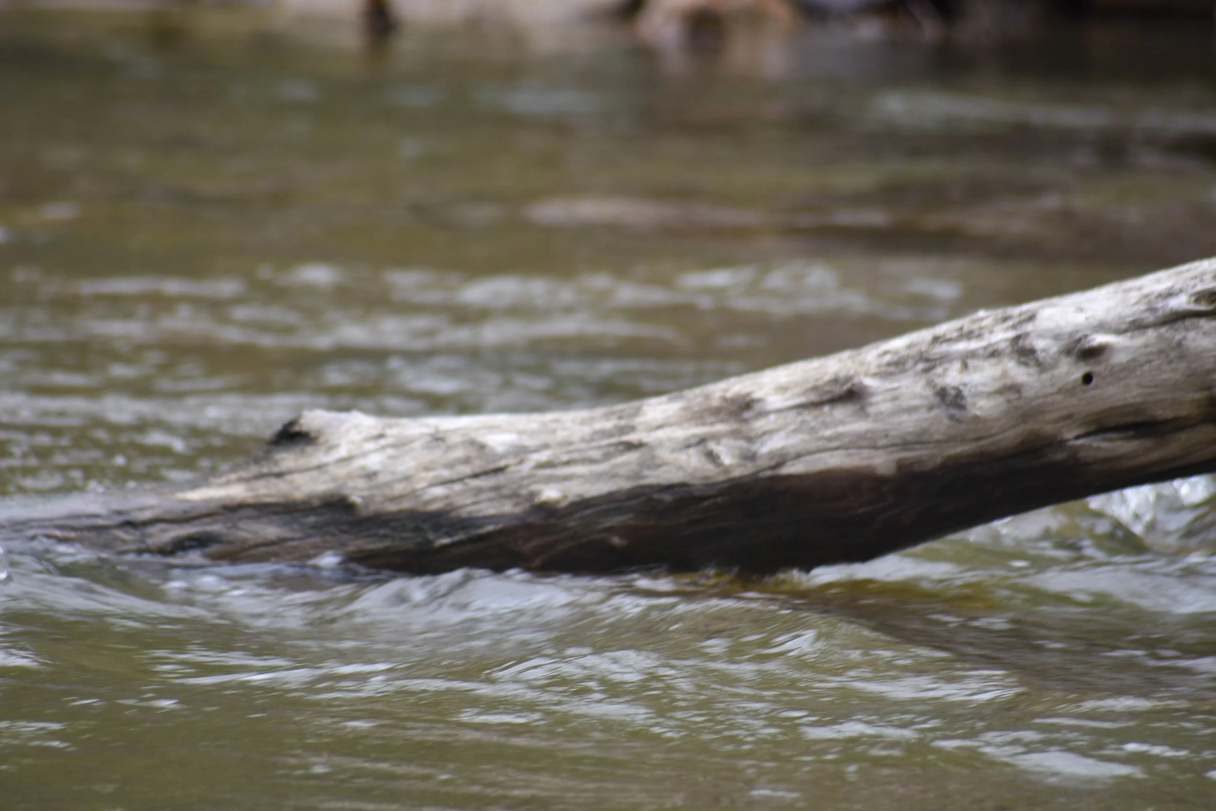 Close-up of a weathered piece of driftwood floating on a river or pond with rippling water in the background.