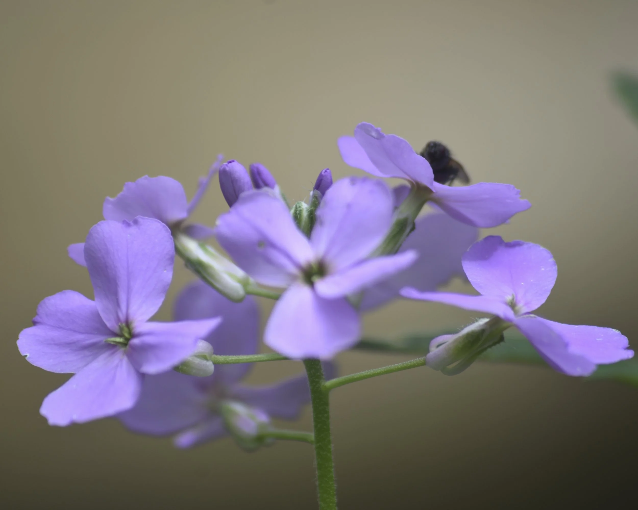 Close-up of a purple flower with a small bee on one of the petals against a blurred background.