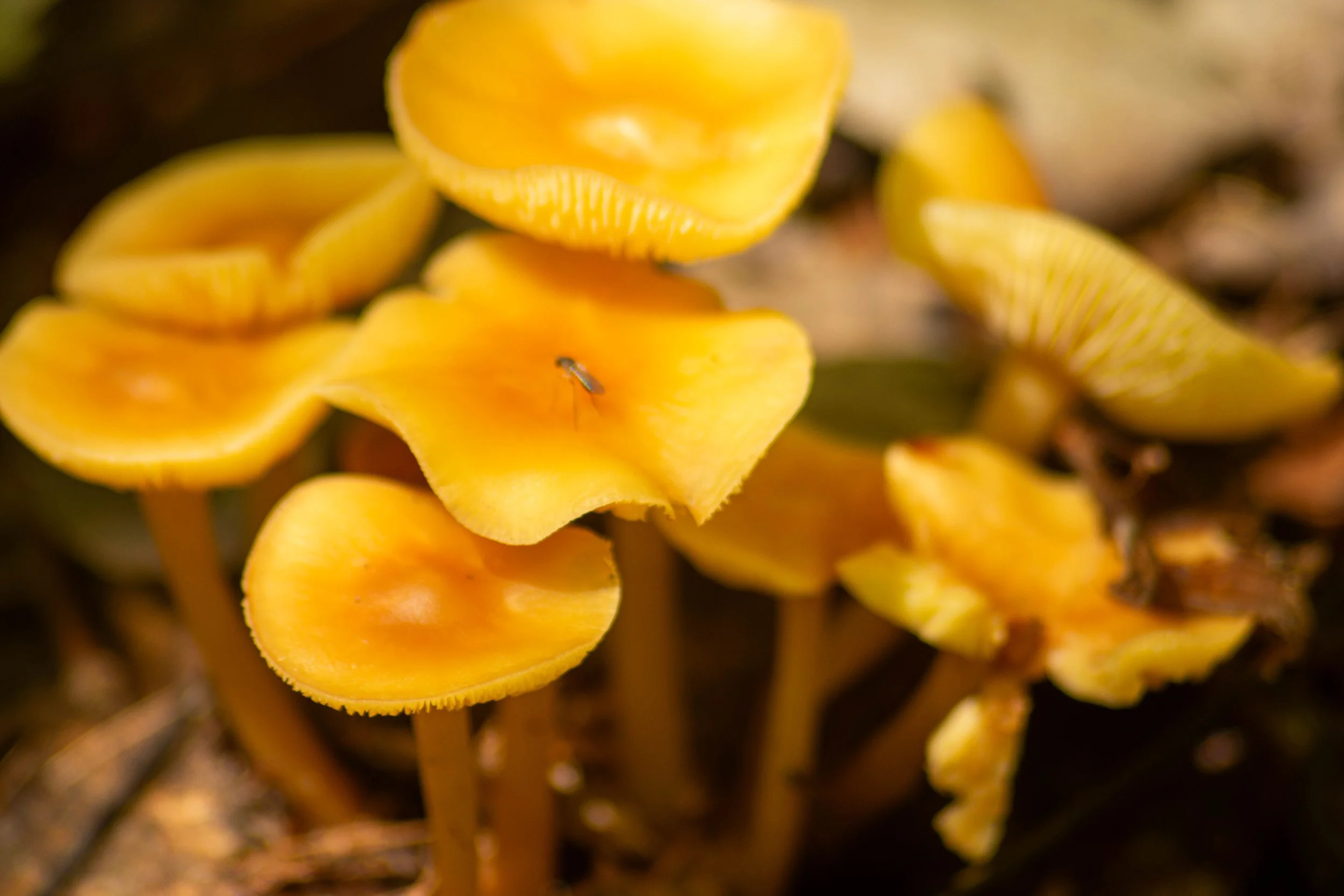 Close-up of yellow mushrooms growing in the forest soil, some overlapping each other.