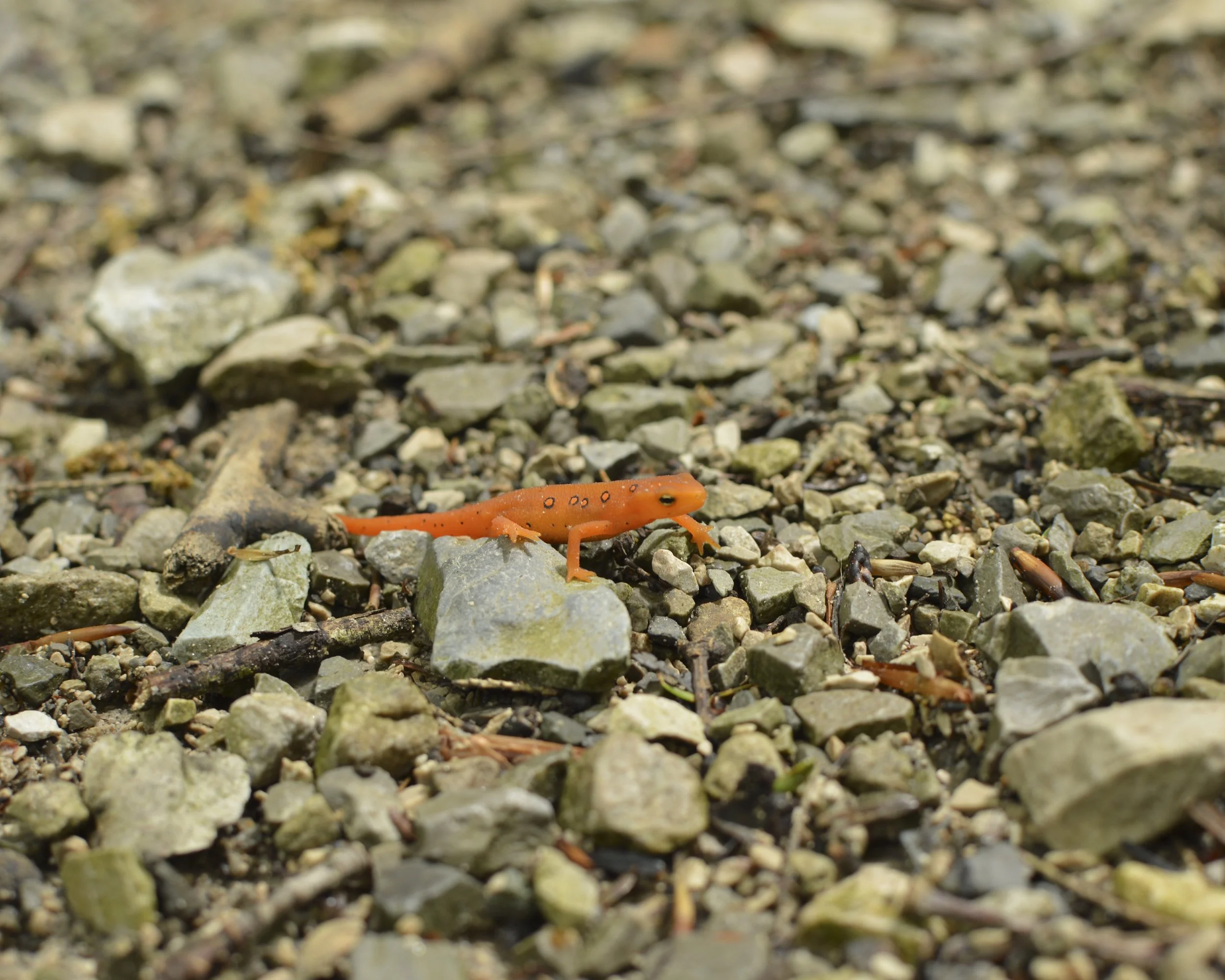 A small orange salamander with black spots on rocky ground.