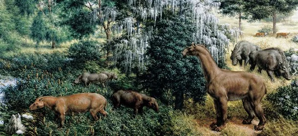Miocene Forest: AMNH https://research.amnh.org/paleontology/perissodactyl/concepts/deep-time/miocene