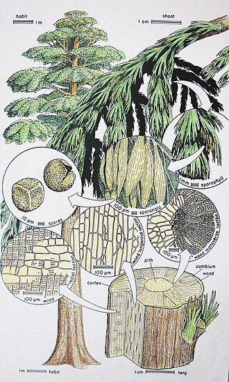 Archaeopteris wood tree reconstruction, Retallack, CC BY-SA 4.0  , via Wikimedia Commons