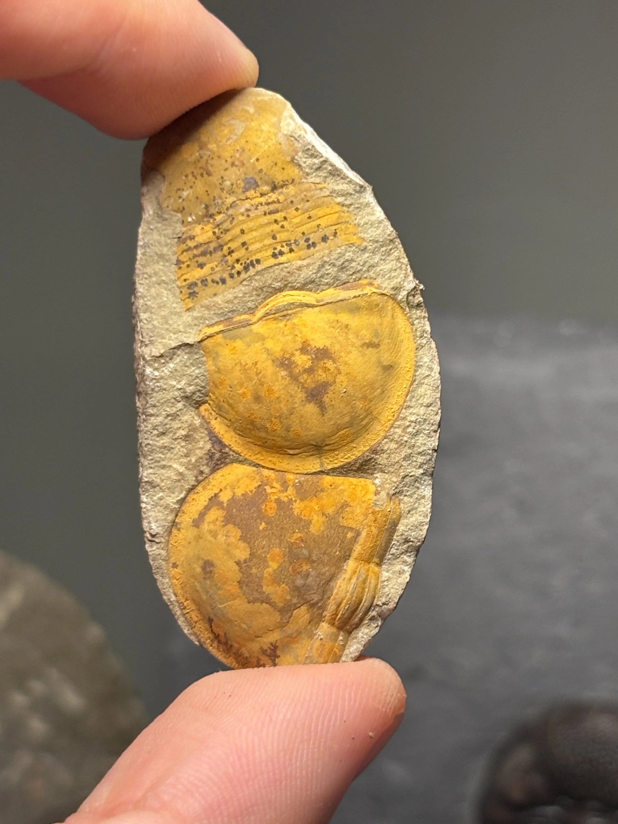 34mm Ciliscutellum ciliensis, Lungmachi formation, Lower Silurian deposits of Hunan, China