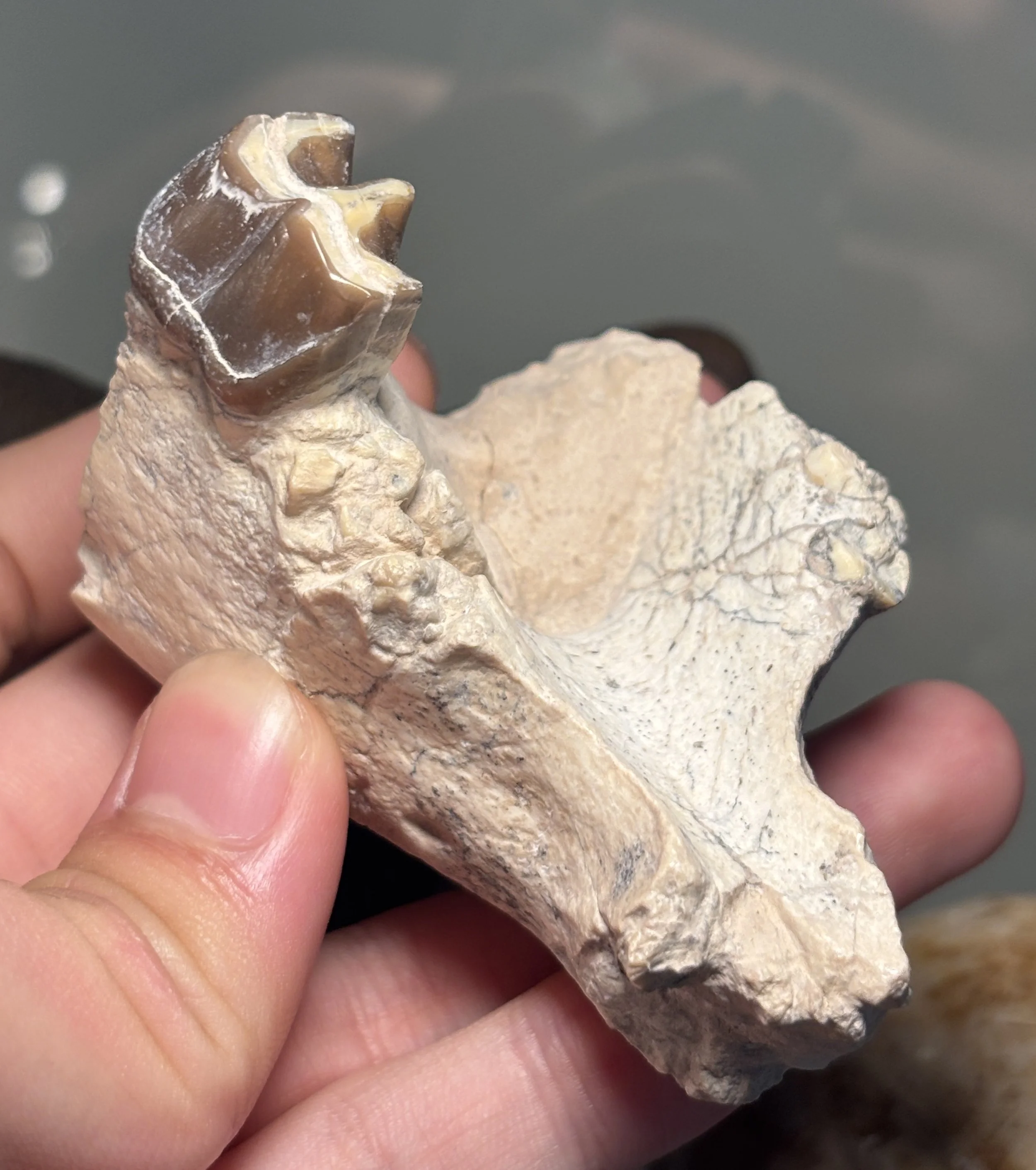 Hyracodon nebrascensis