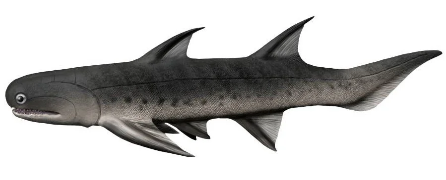 Ischnacanthus gracilis early shark, Nobu Tamura (http://spinops.blogspot.ca/), CC BY-SA 4.0  , via Wikimedia Commons