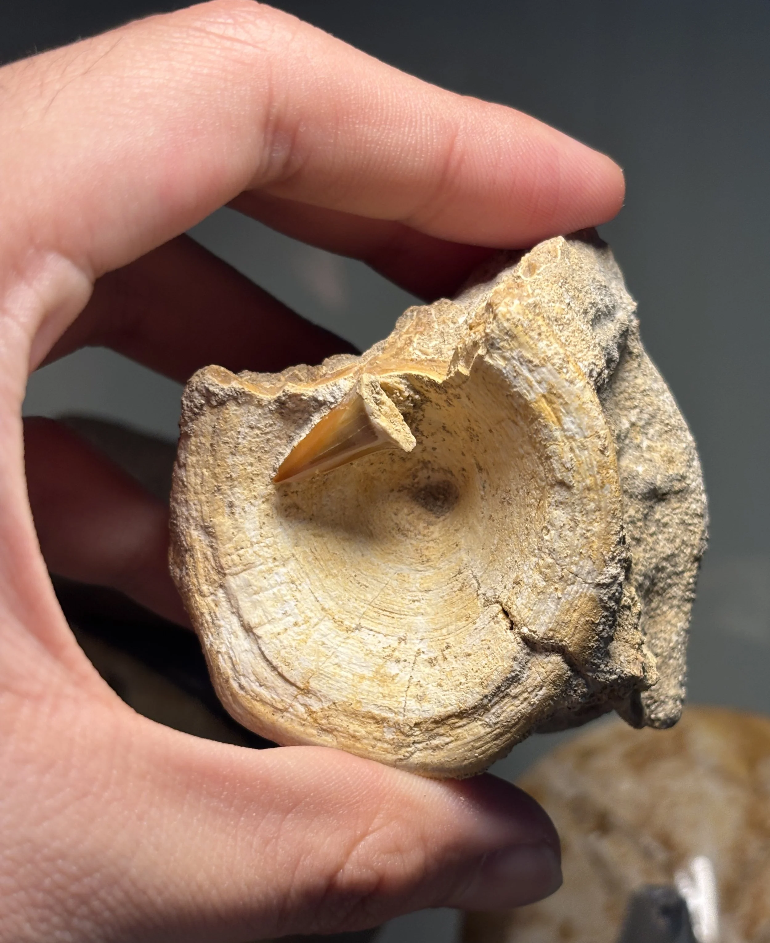 Enchodus vertabrae: Late Cretaceous, Phosphate Mines, Khouribga, Morocco