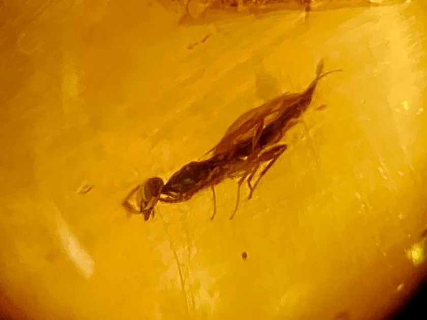 Winged Insect Inclusion: Early Wasp?