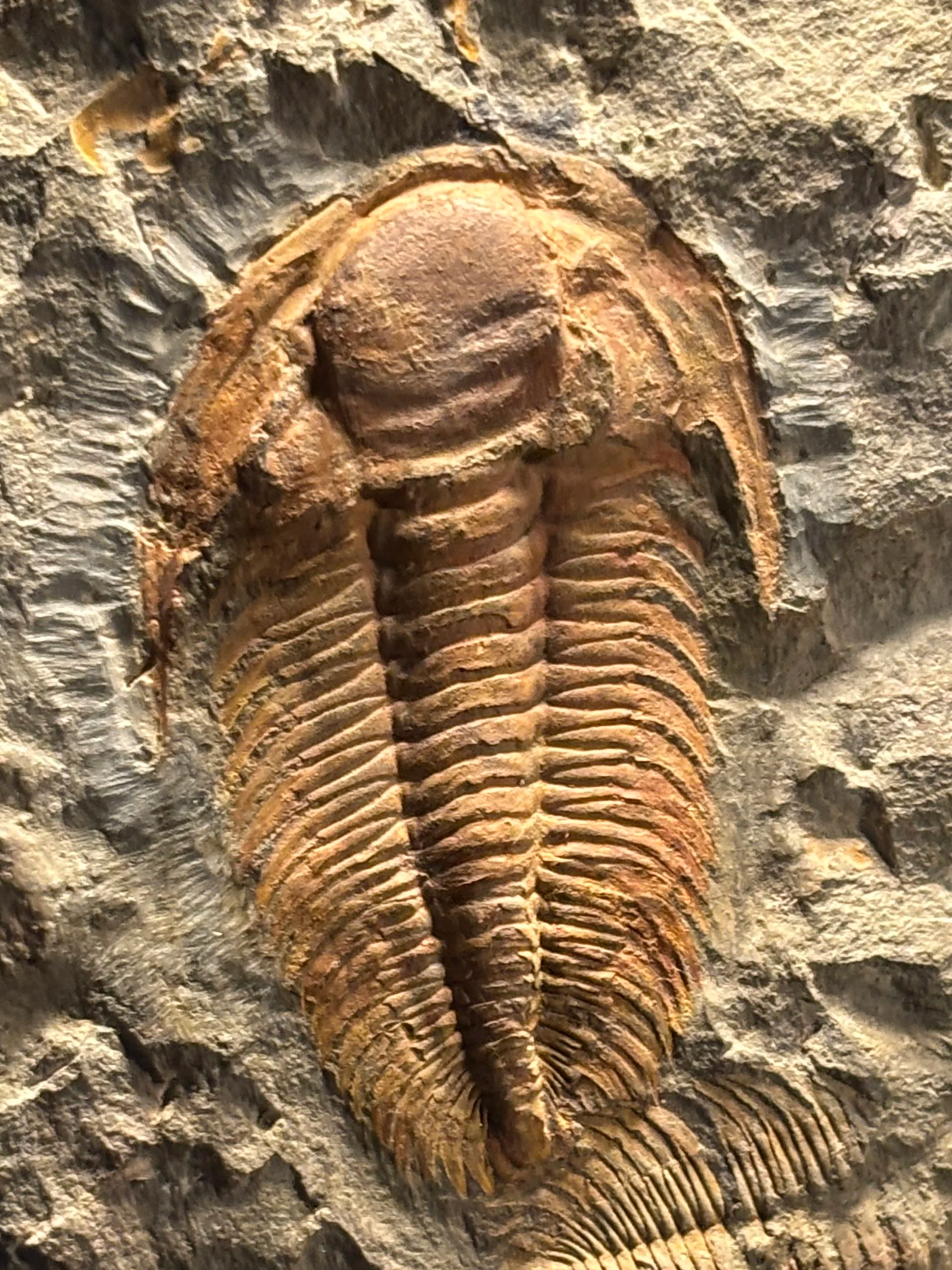 Middle Cambrian- 513 to 501 million years ago: famous for the Cambrian explosion of biodiversity