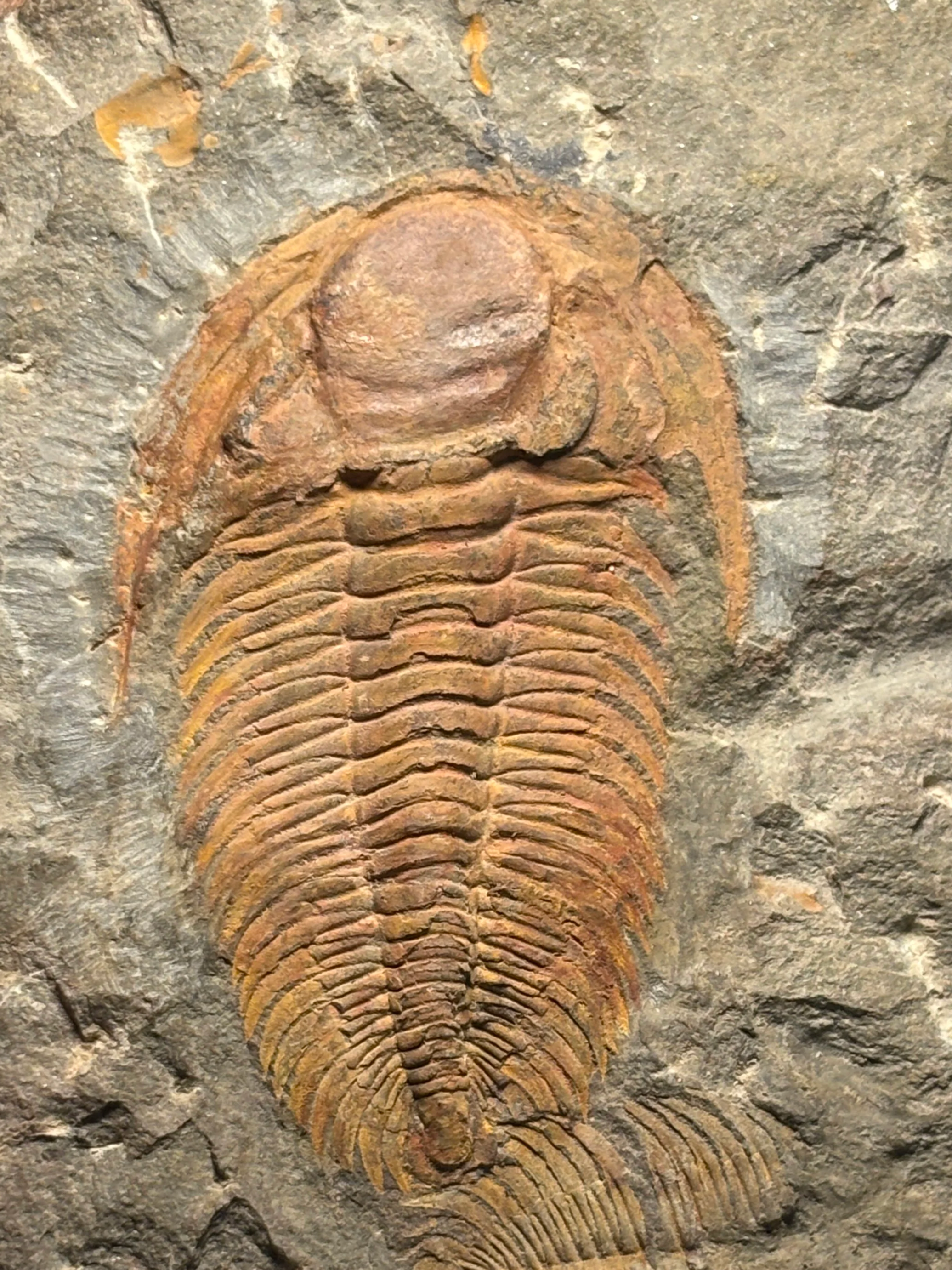 Acadoparadoxides sp, Jbel Wawrmast Formation, Morocco, 56mm