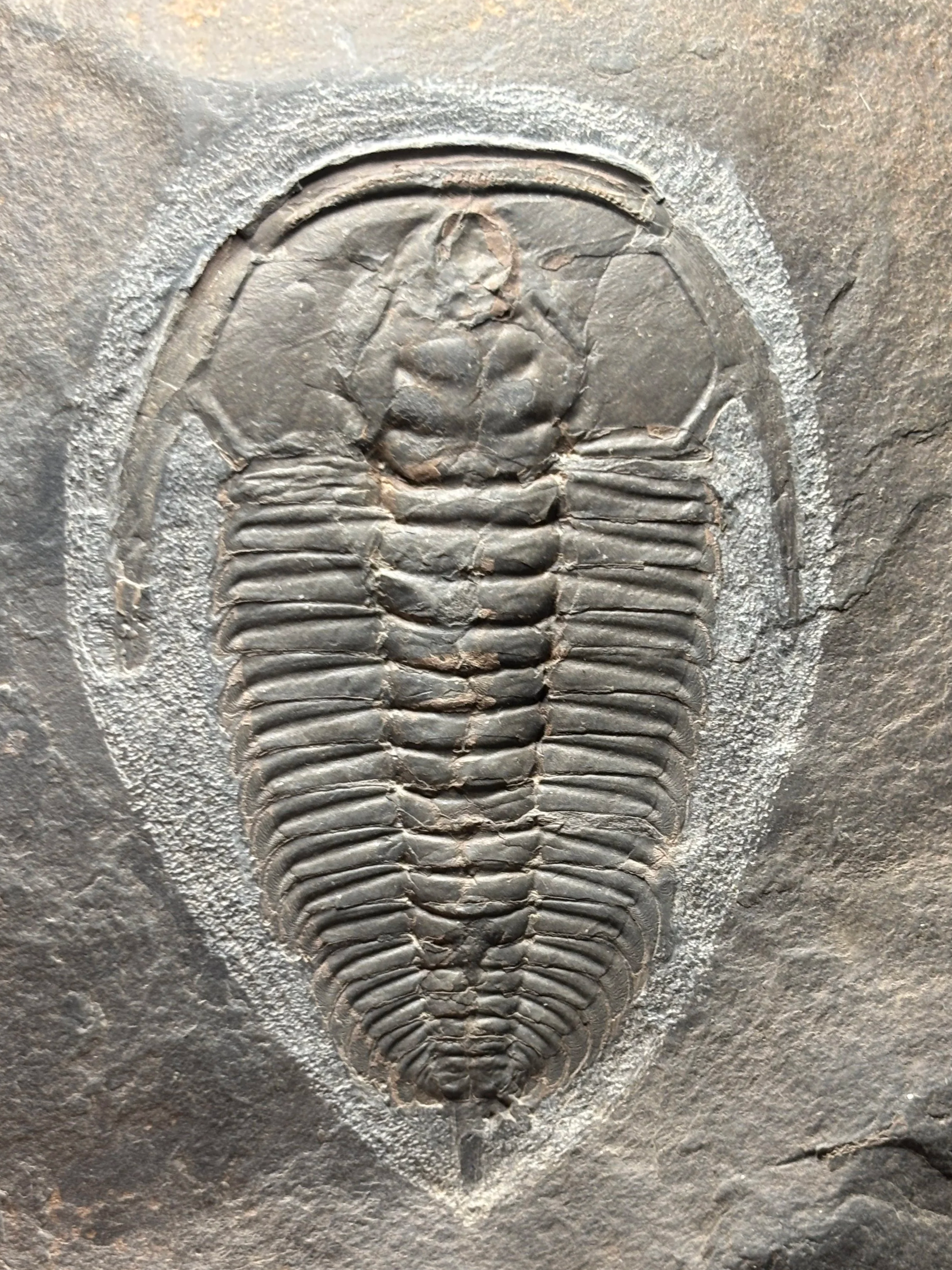Redlichia chinensis, Lower Cambrian, Kaili Formation, Miaobanpo section, 69mm