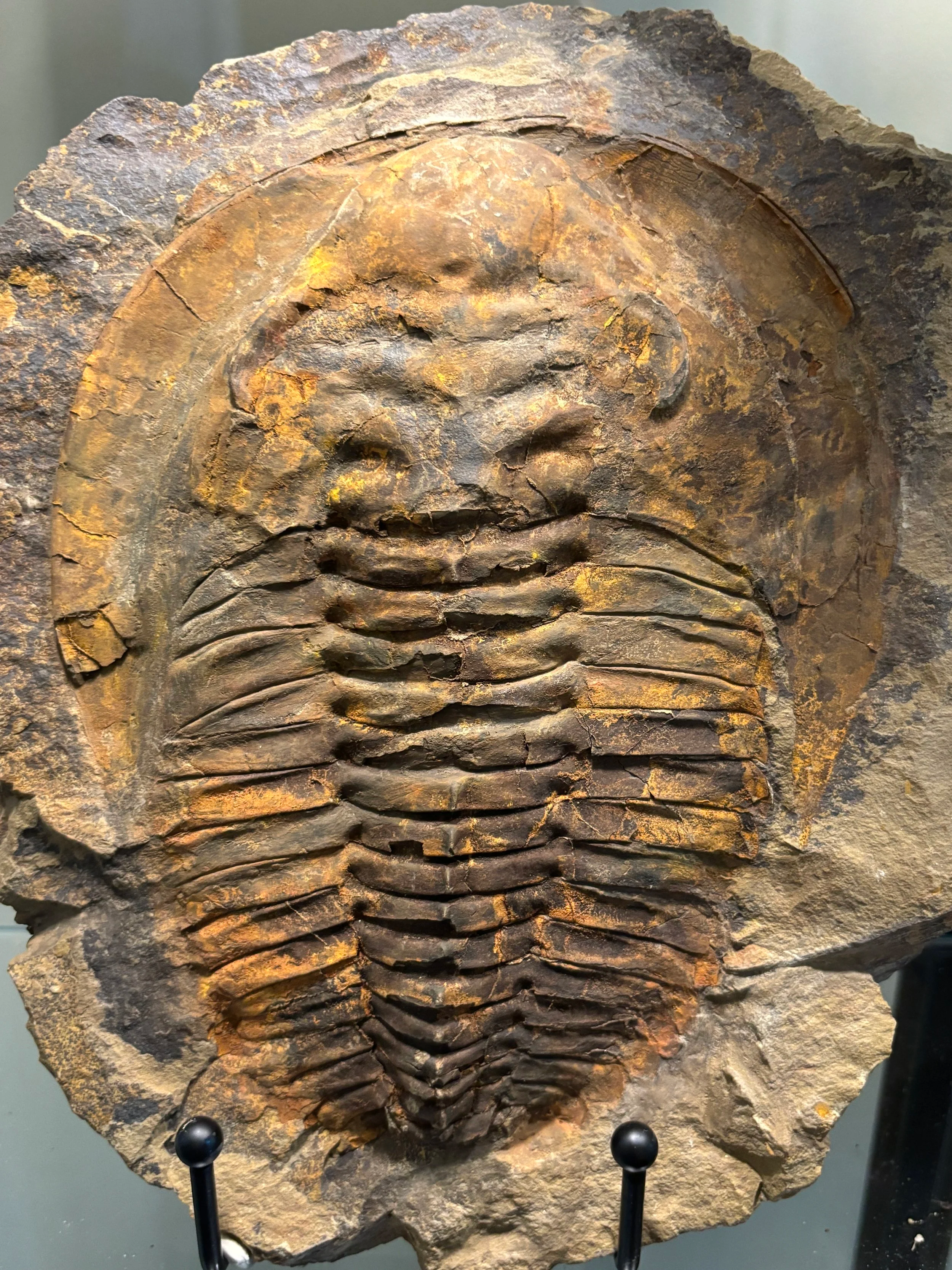 Cambropallas telesto, Middle Cambrian, Jbel Wawrmast Formation, Morocco, 188mm