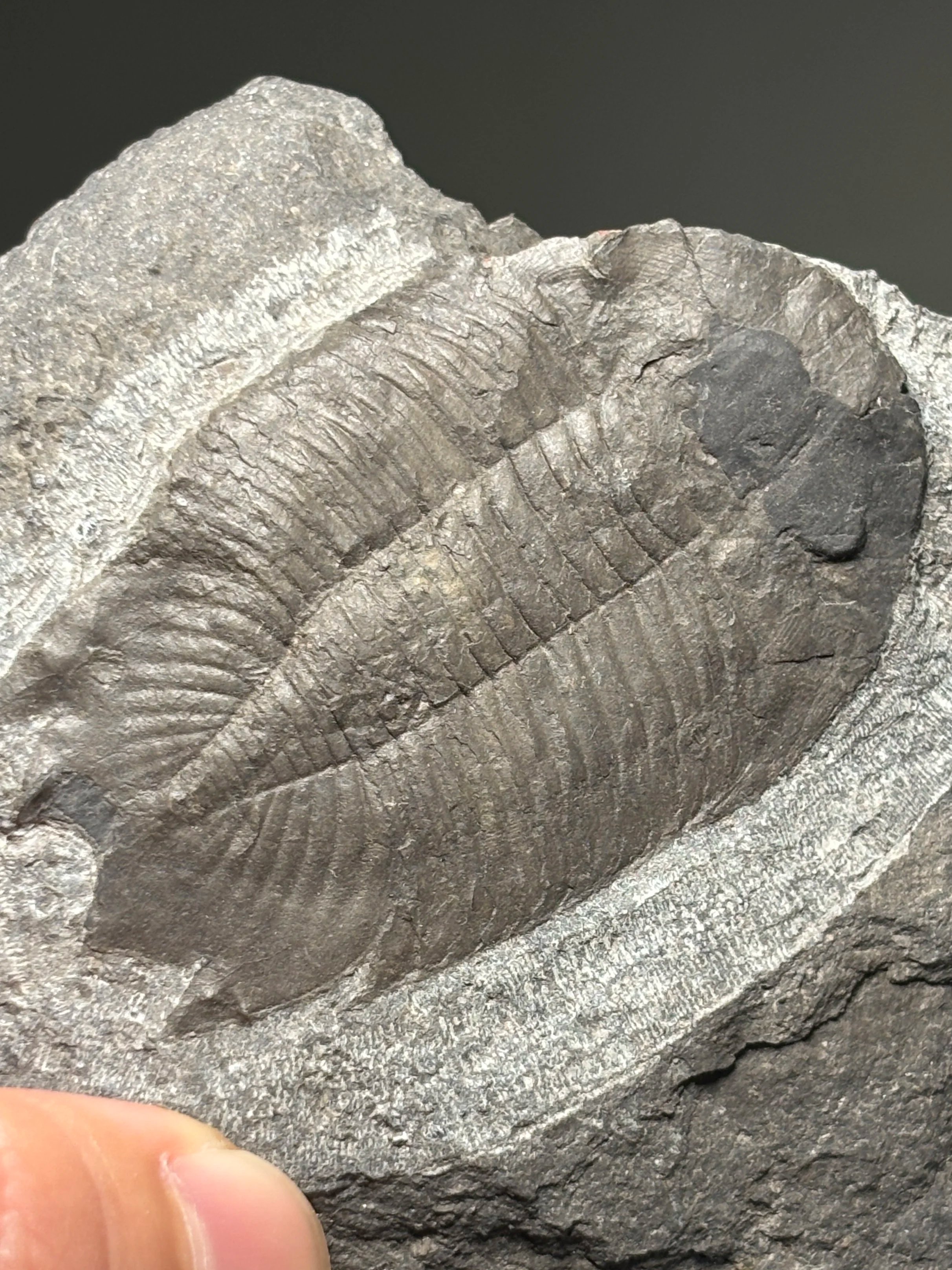 59mm Hungioides sp. Middle Ordovician, Shizipu Formation, Guizhou, China
