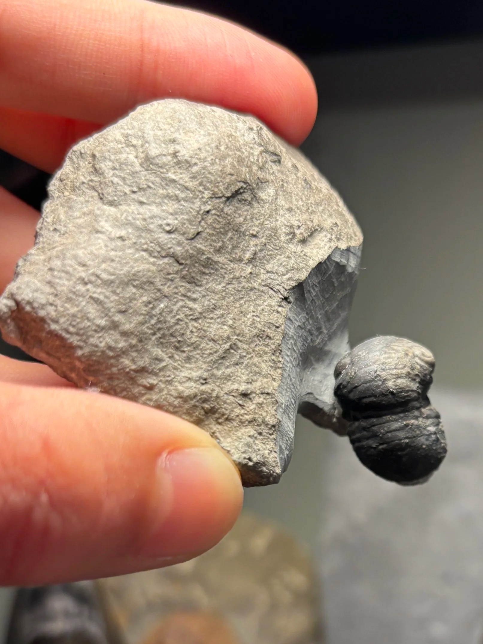 21mm Middle Ordovician Nileus sp. unknown locale, China