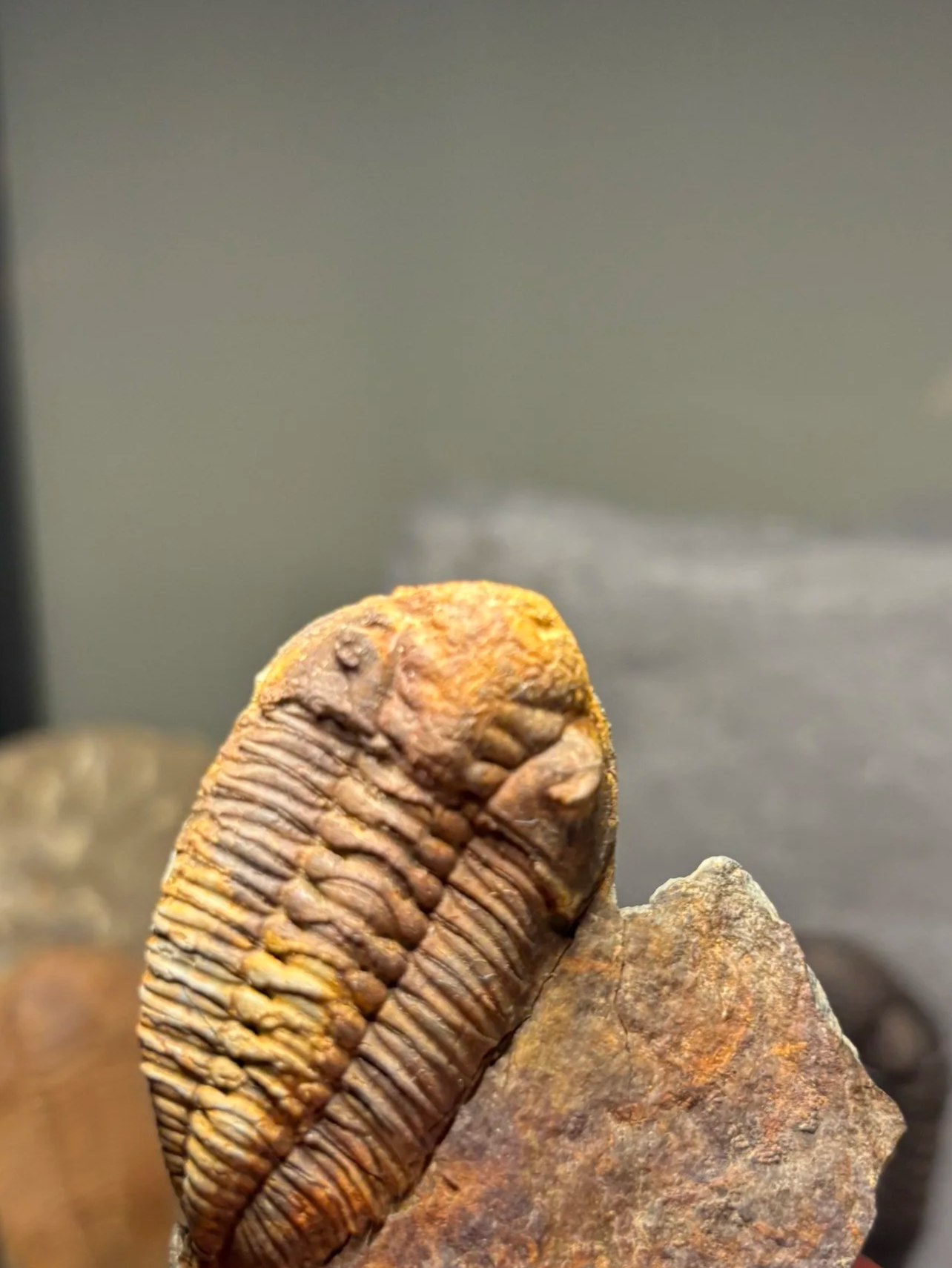 52mm Eodalmanitina macrophtalma, Middle Ordovician, Darrivilien Stage, St Aubin des Chateaux, Loire, France