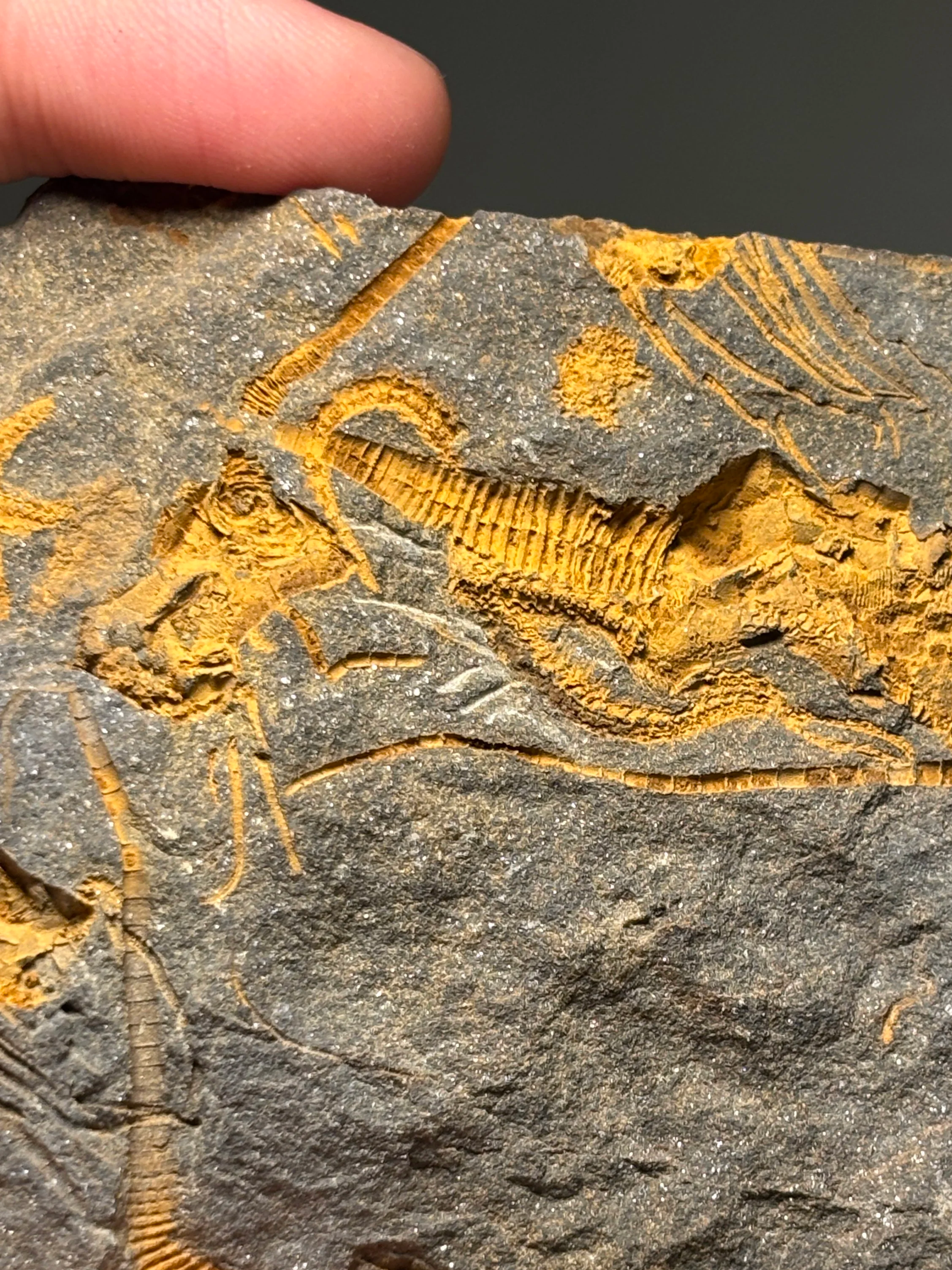 Unidentified Carpoids